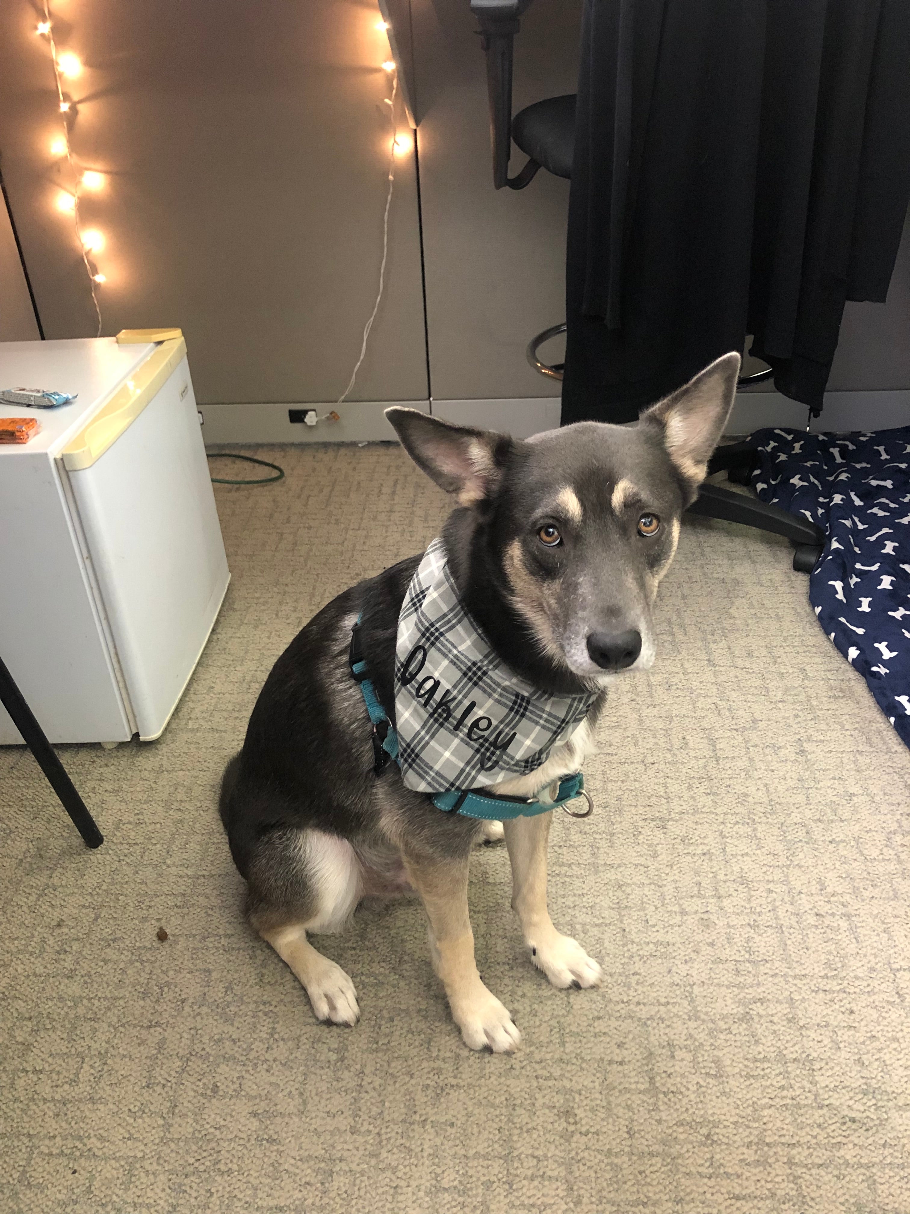 Gray and Black Bandana