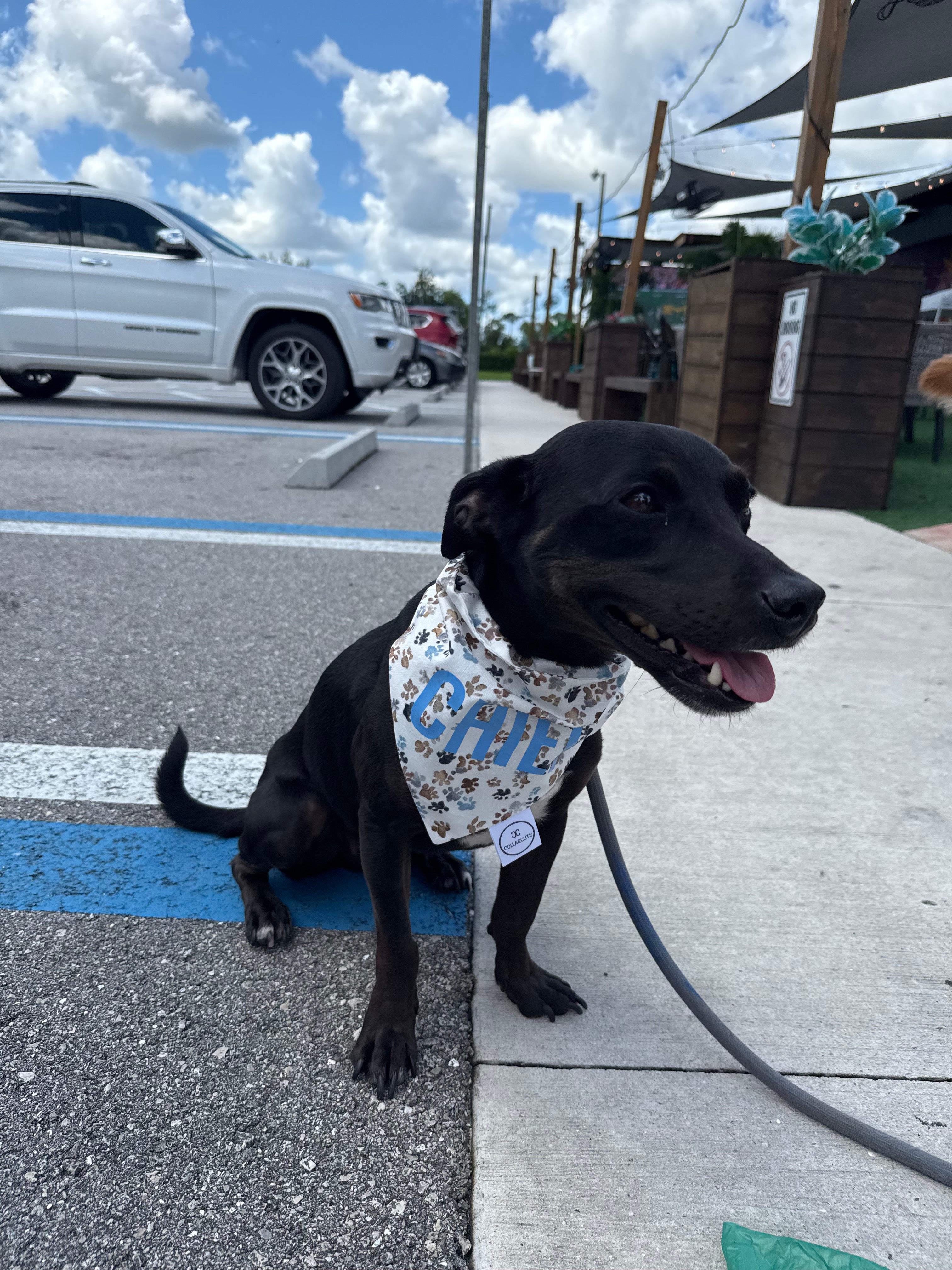 Neutral Paw Prints Bandana