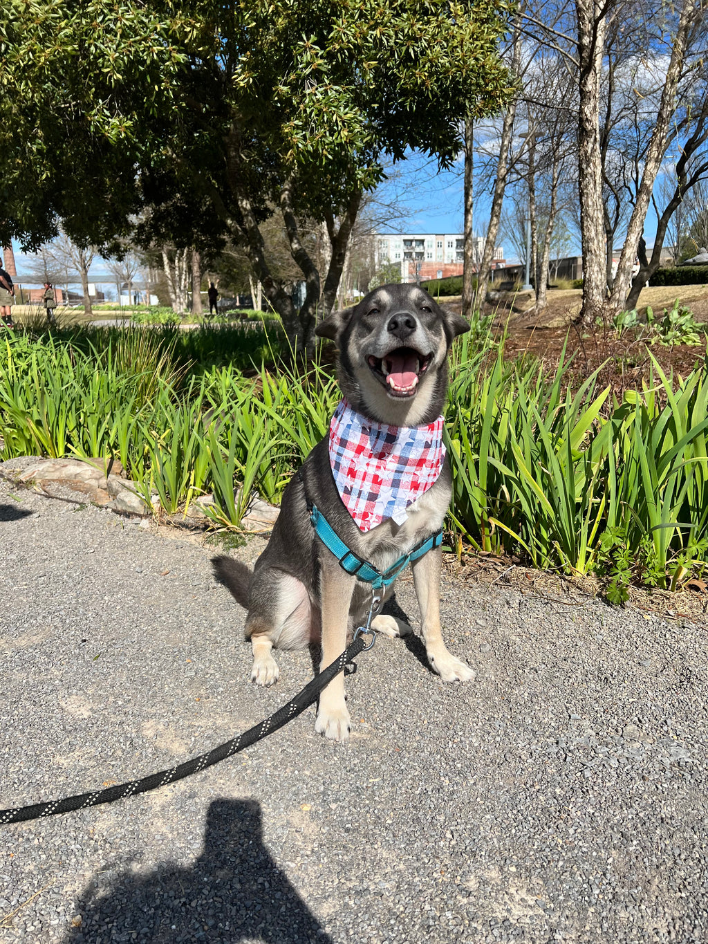 Buffalo Check Stars Bandana