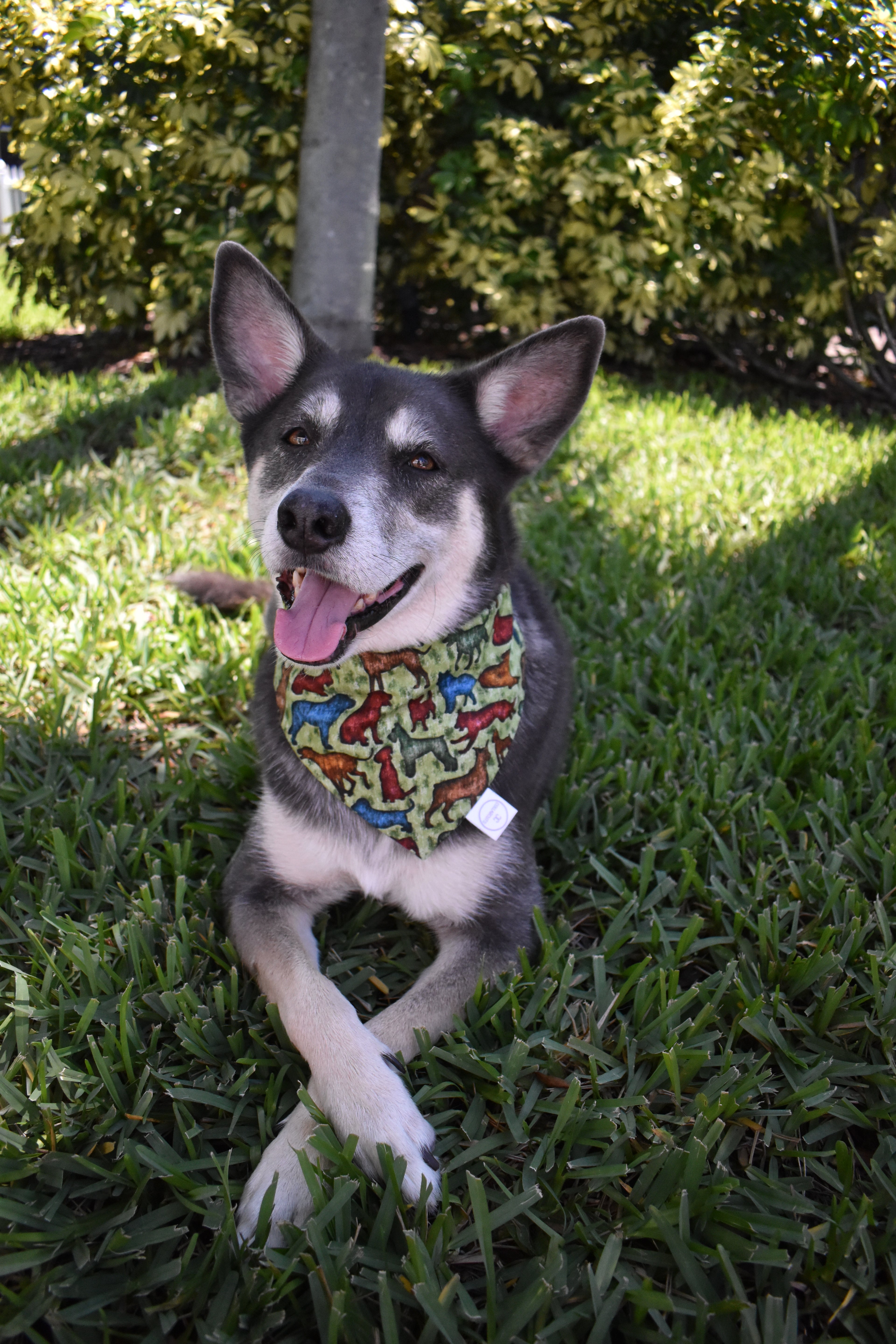 Dog Breeds Bandana