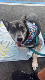 Boop Beer Bandana