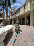 Dog Bone Stripes Bandana