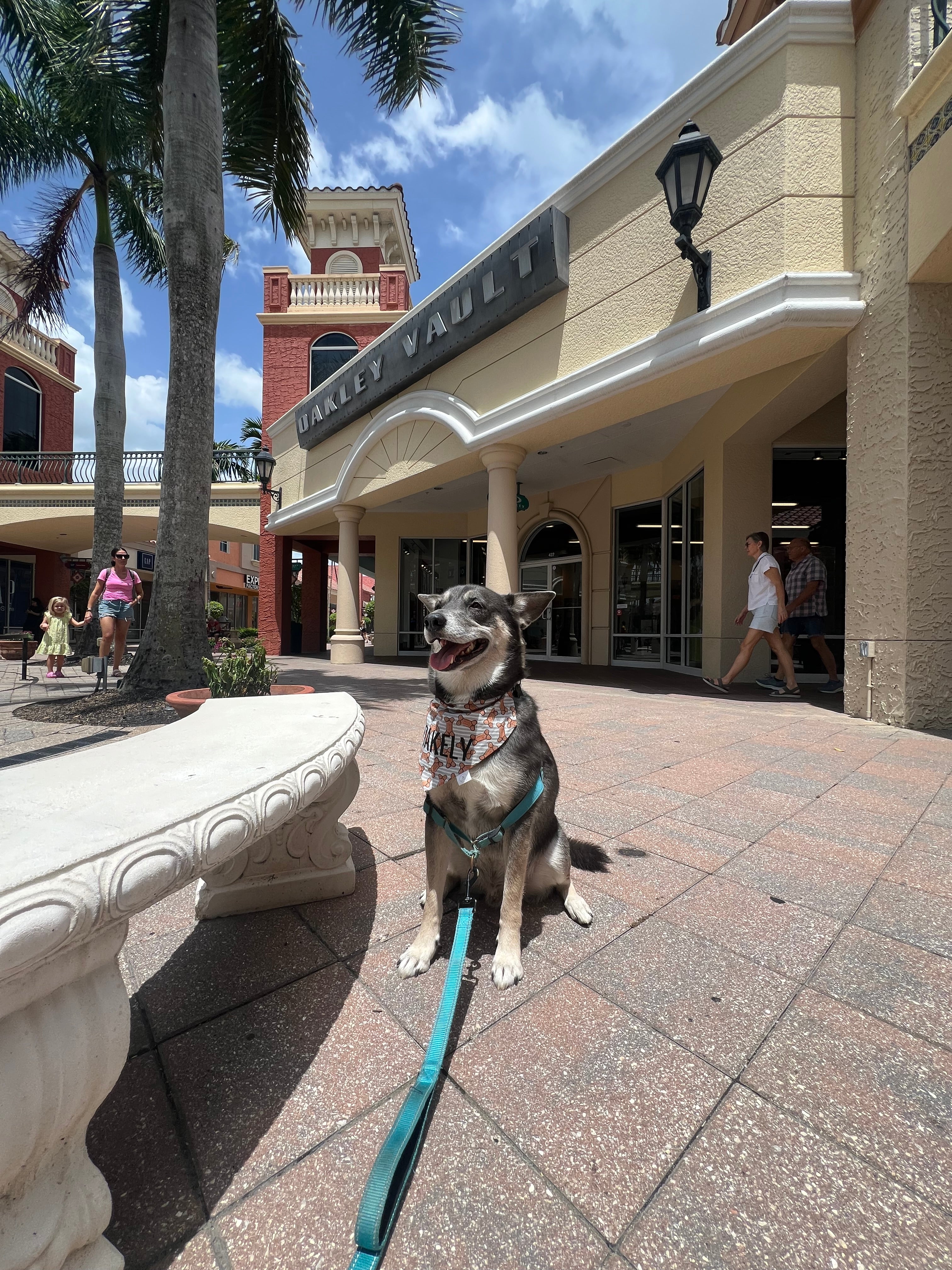 Dog Bone Stripes Bandana