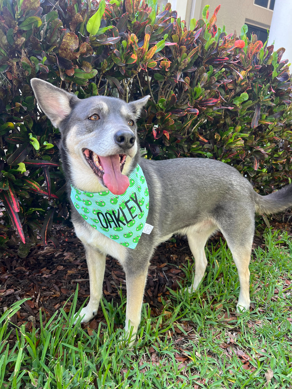 Frog Stripes Bandana