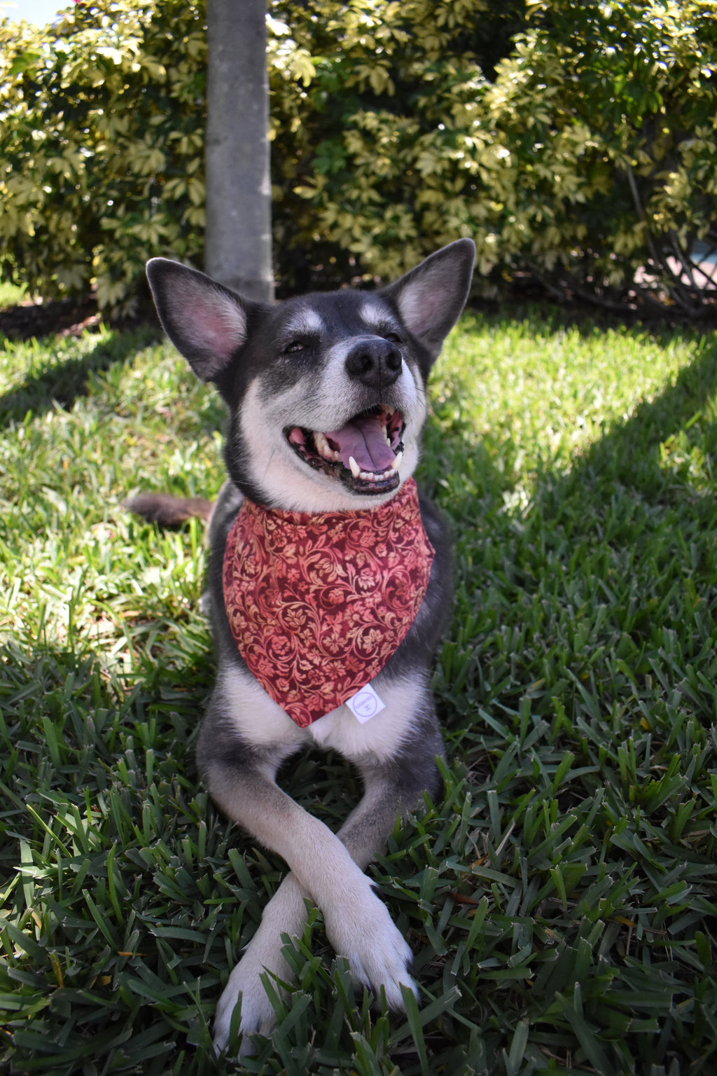 Fall Red Paisley Bandana