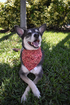 Fall Red Paisley Bandana