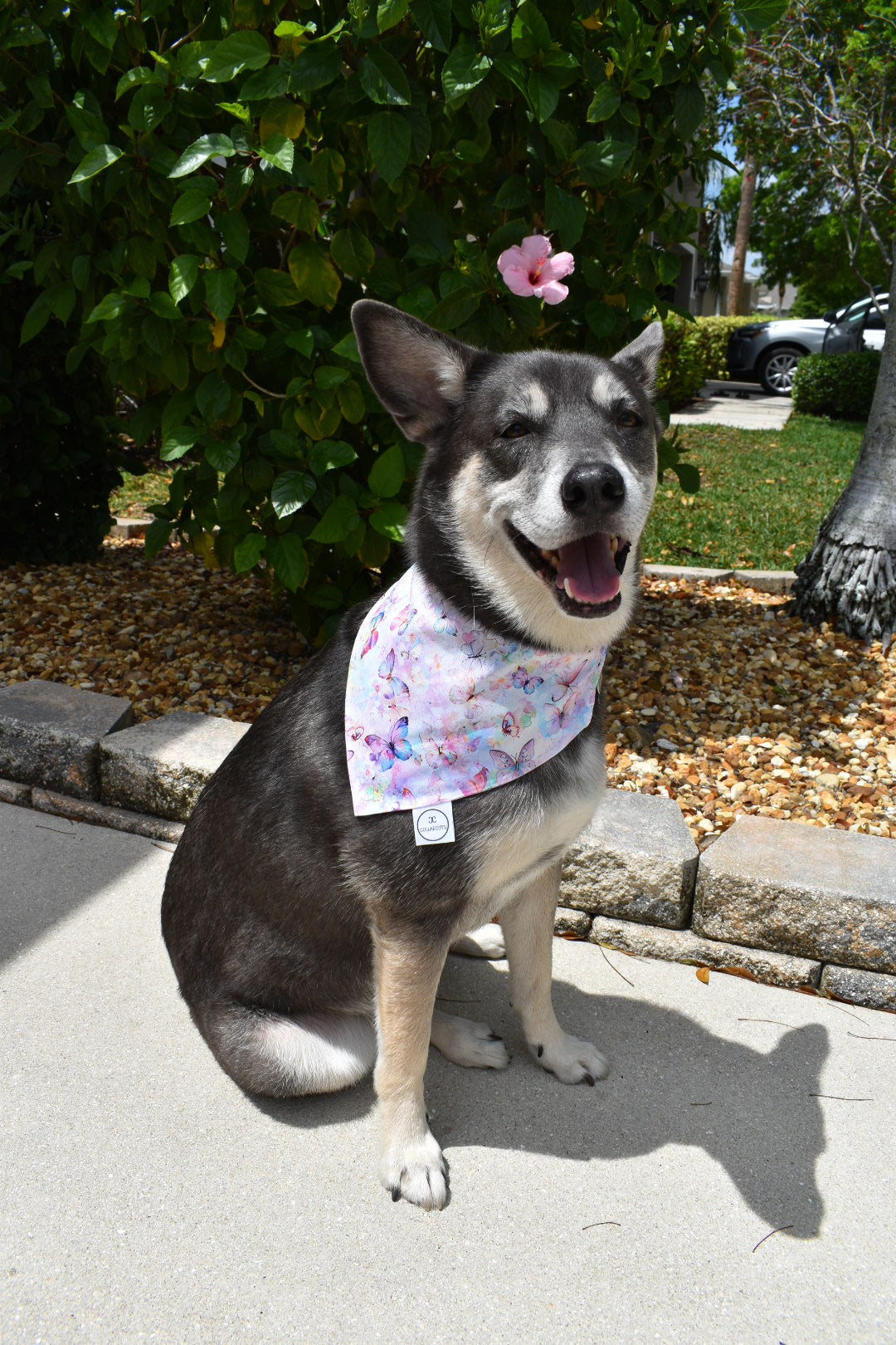 Rainbow Butterflies Bandana
