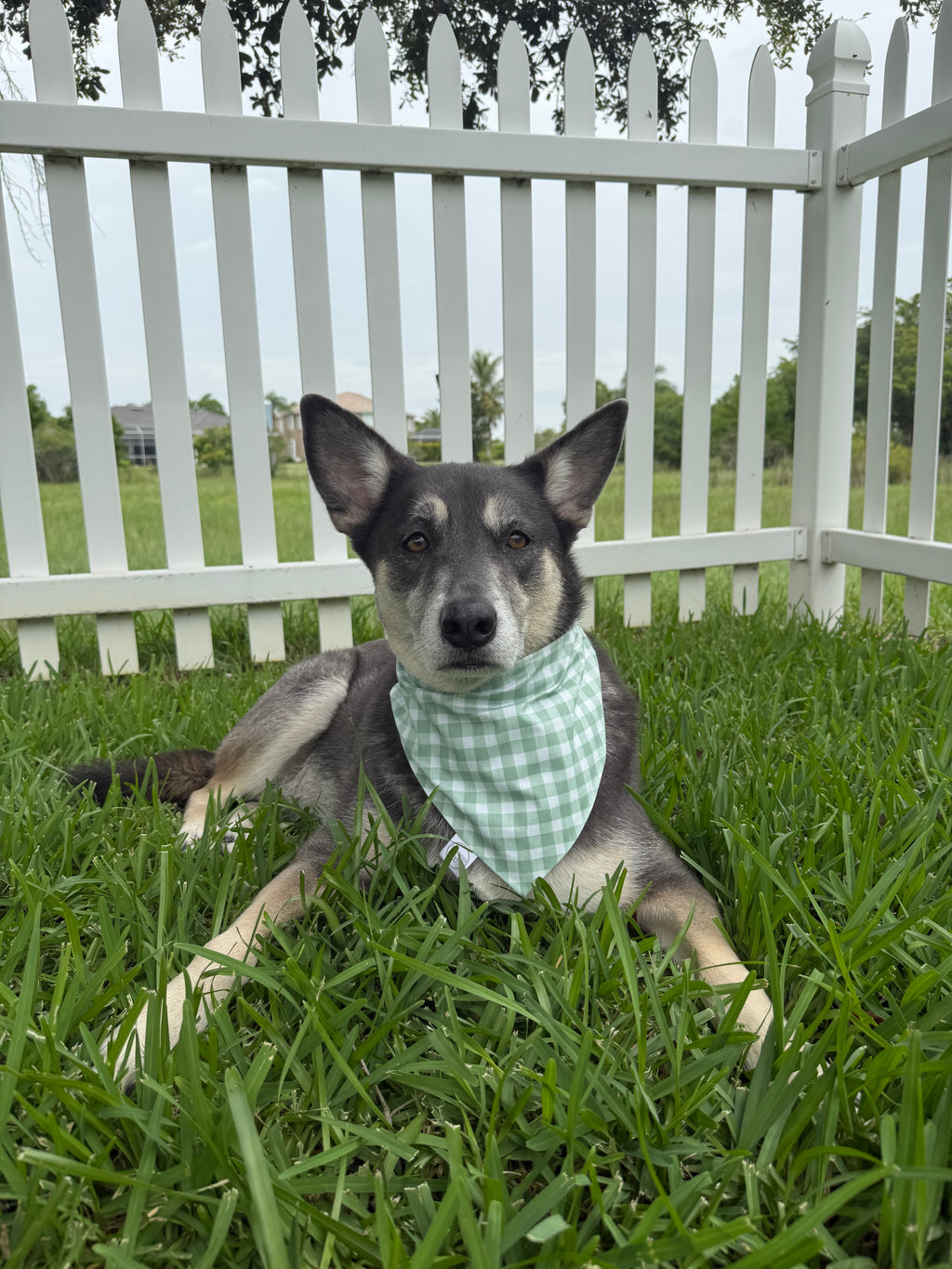 Faded Green Buffalo Check Bandana