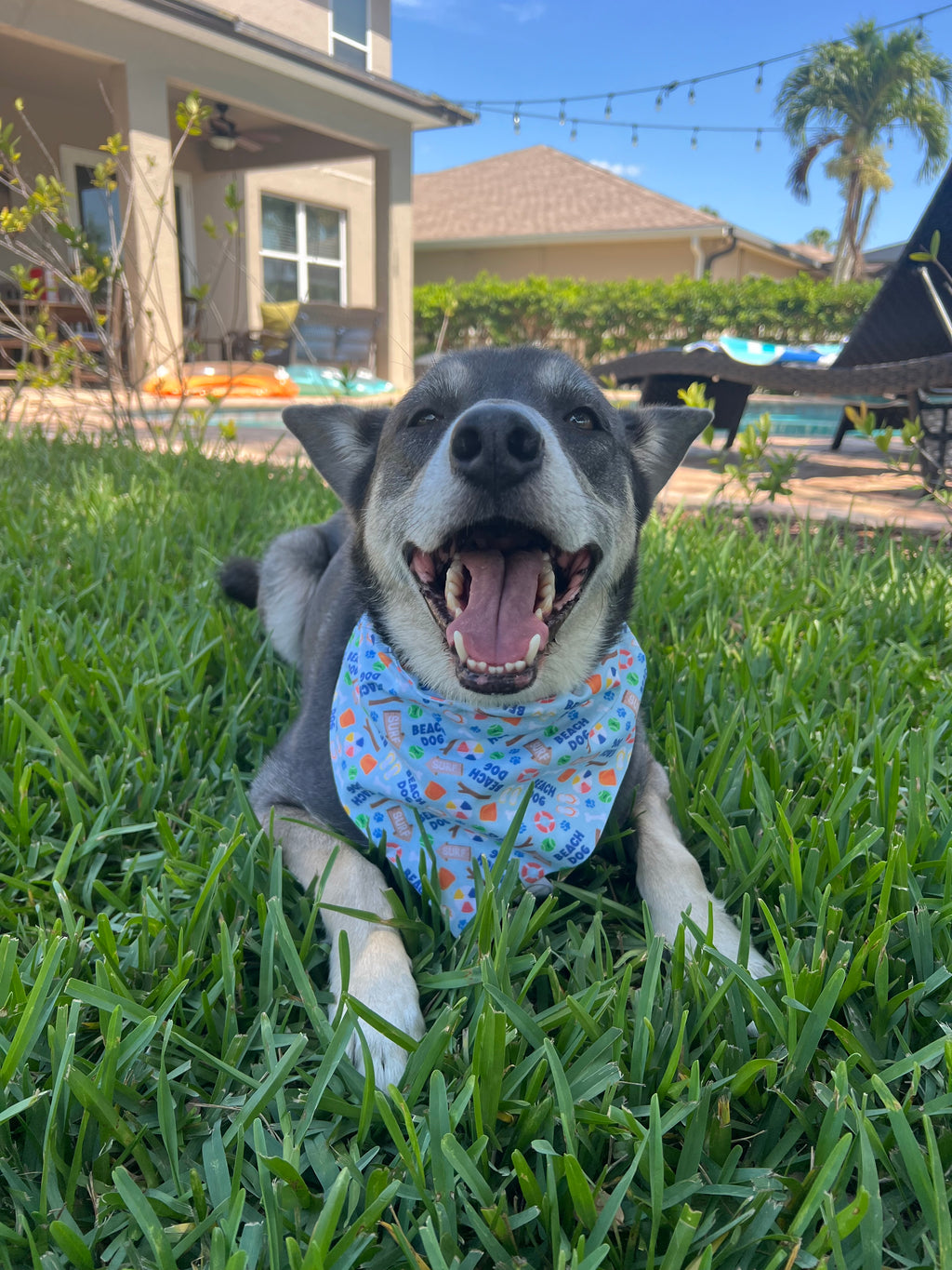 Beach Dog Bandana