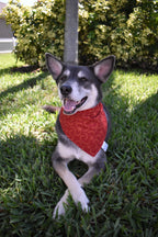 Moon and Palm Tree Bandana