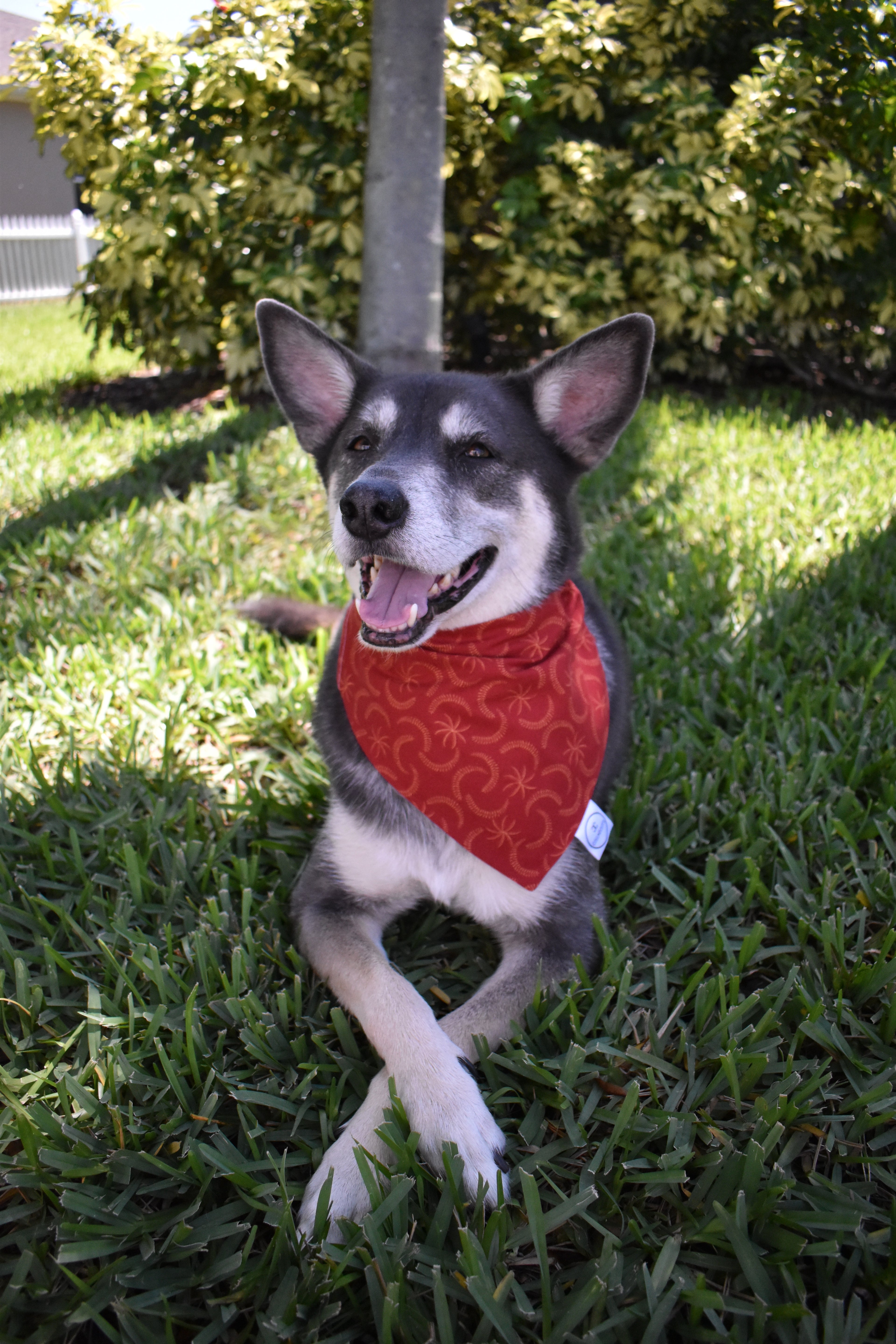 Moon and Palm Tree Bandana
