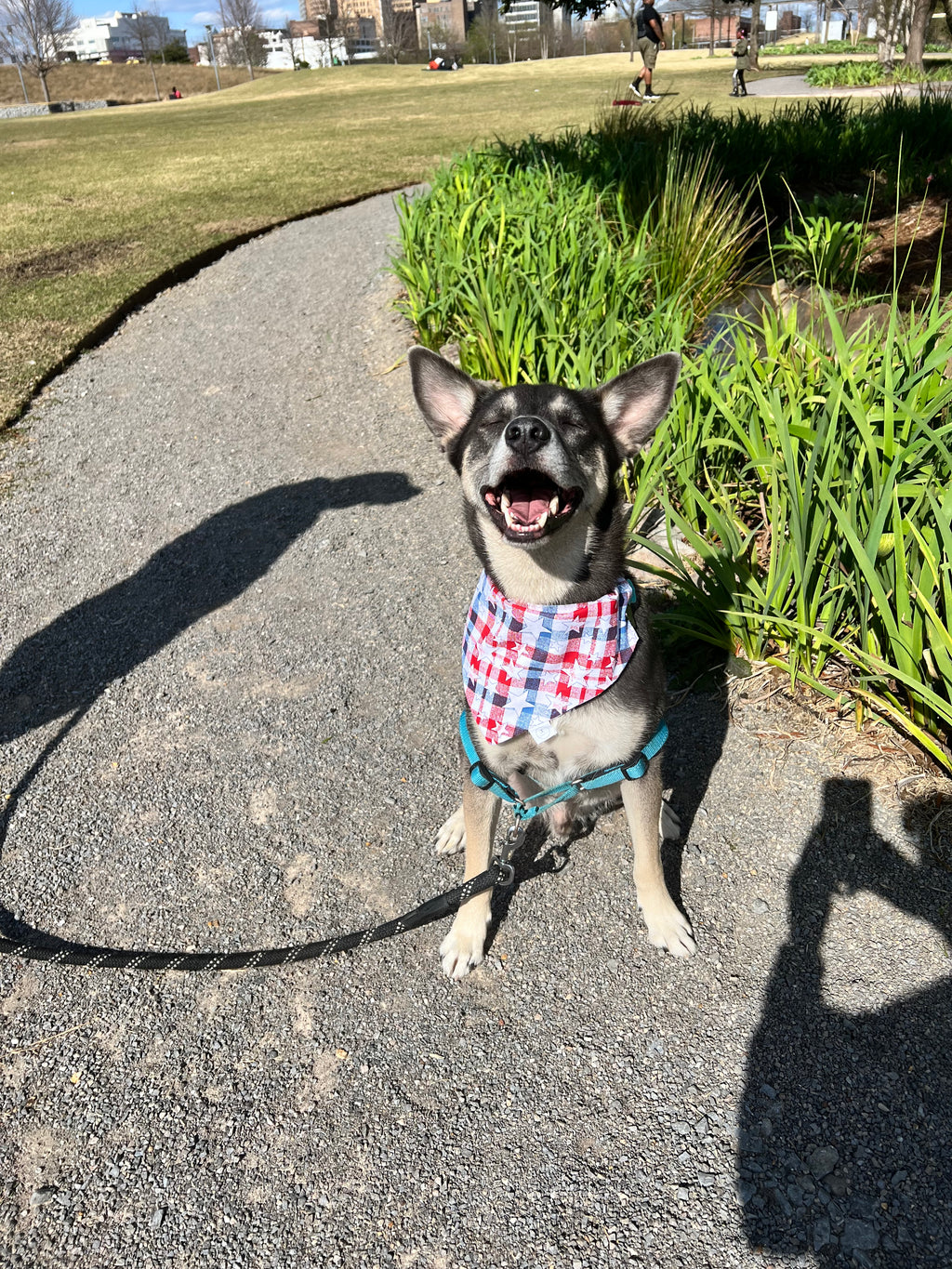 Buffalo Check Stars Bandana