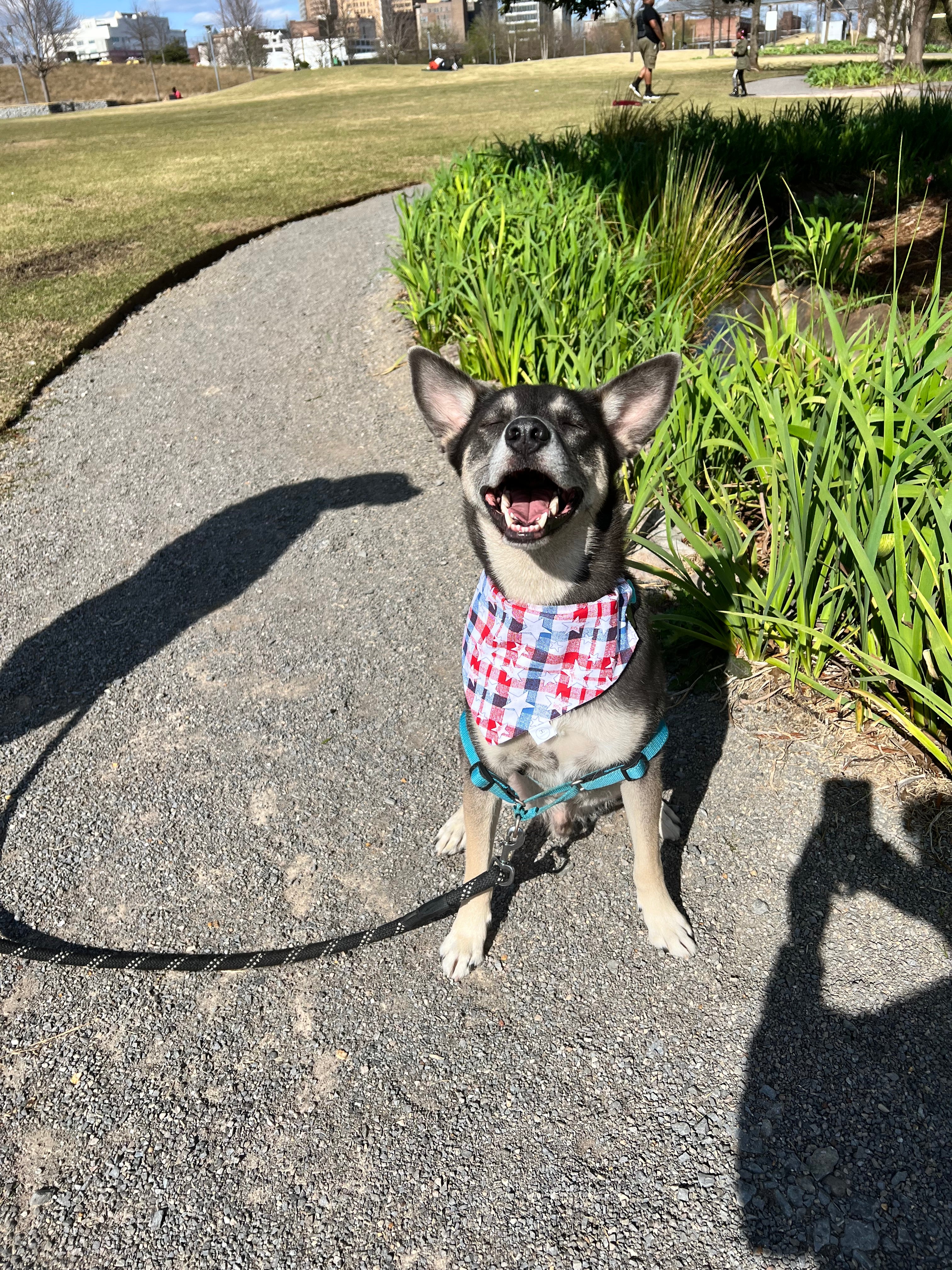 Buffalo Check Stars Bandana