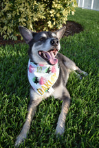 Wicked Witch Bandana
