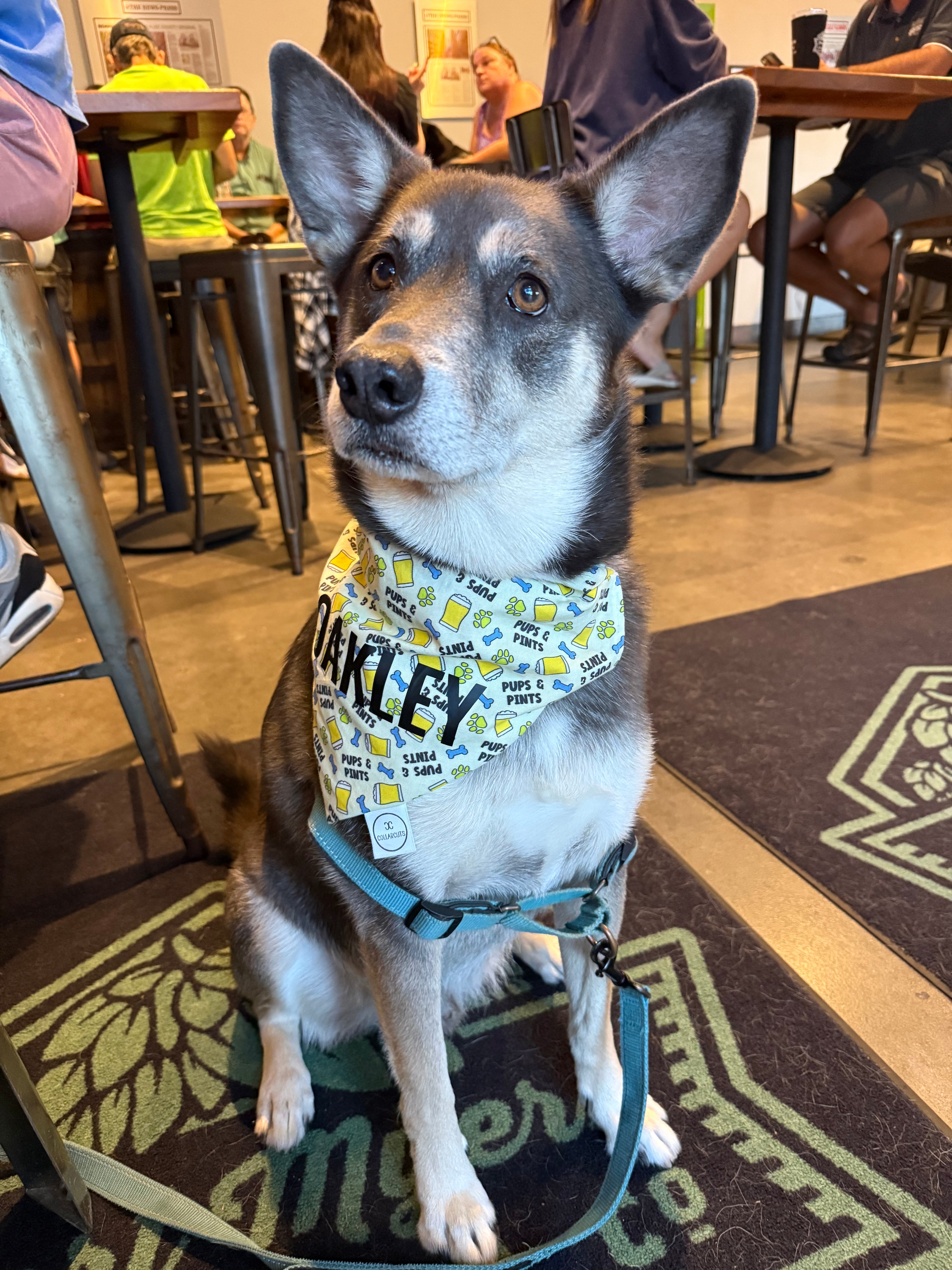 Pups and Pints Bandana