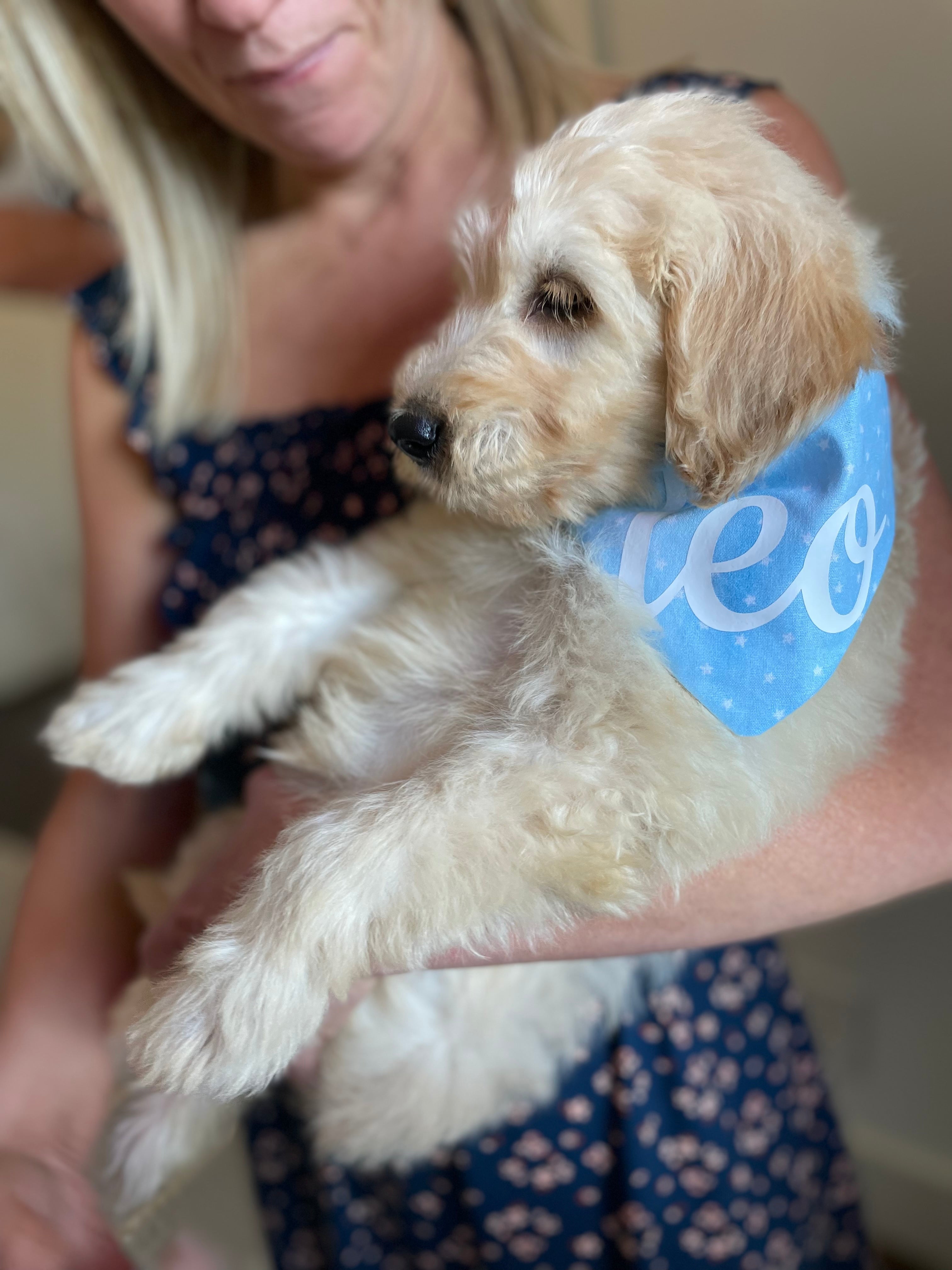 Mini Blue Stars Bandana
