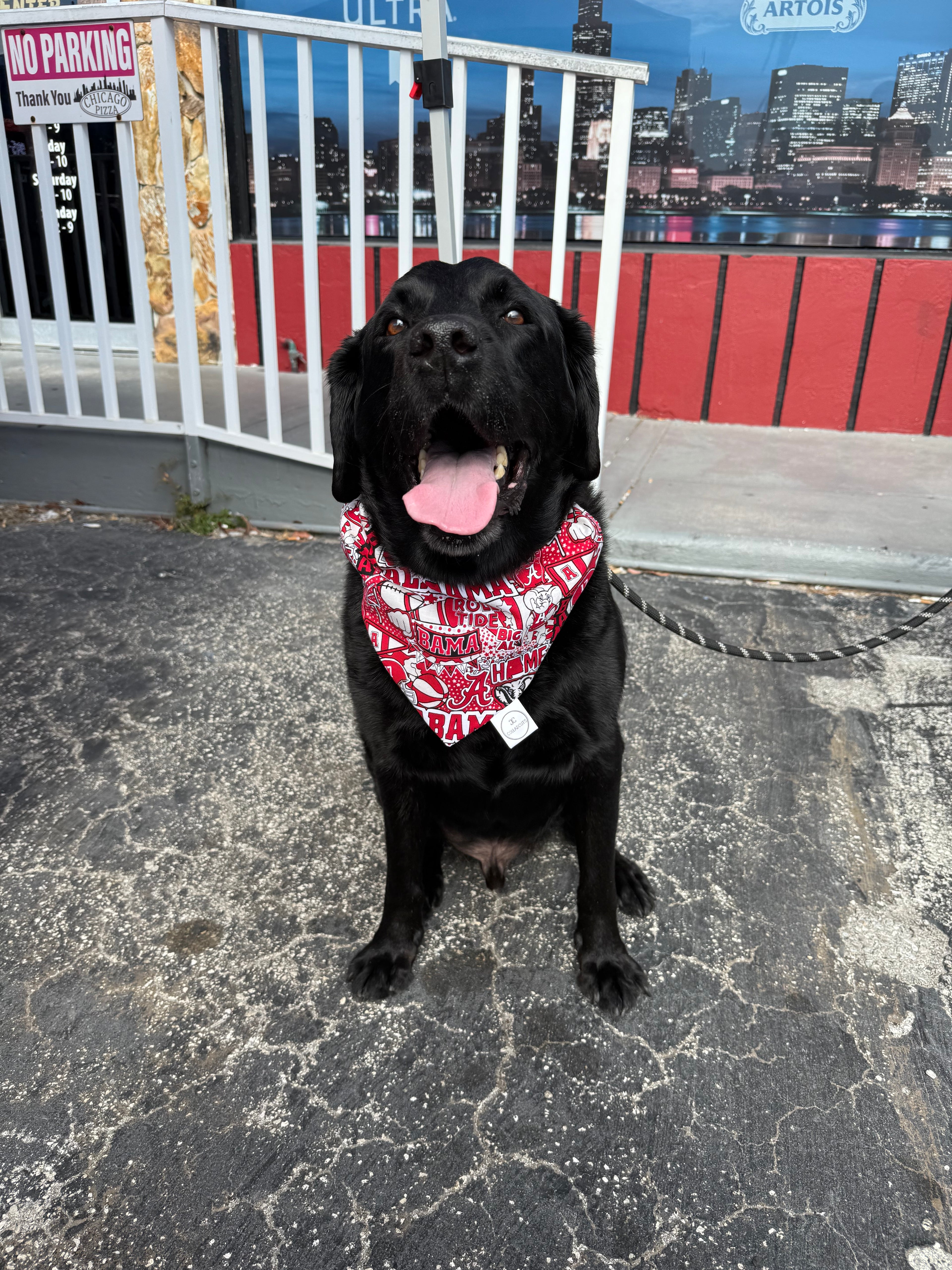 War Eagle Bandana