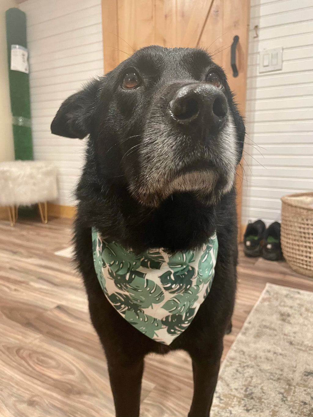 Green Monstera Leaves Bandana