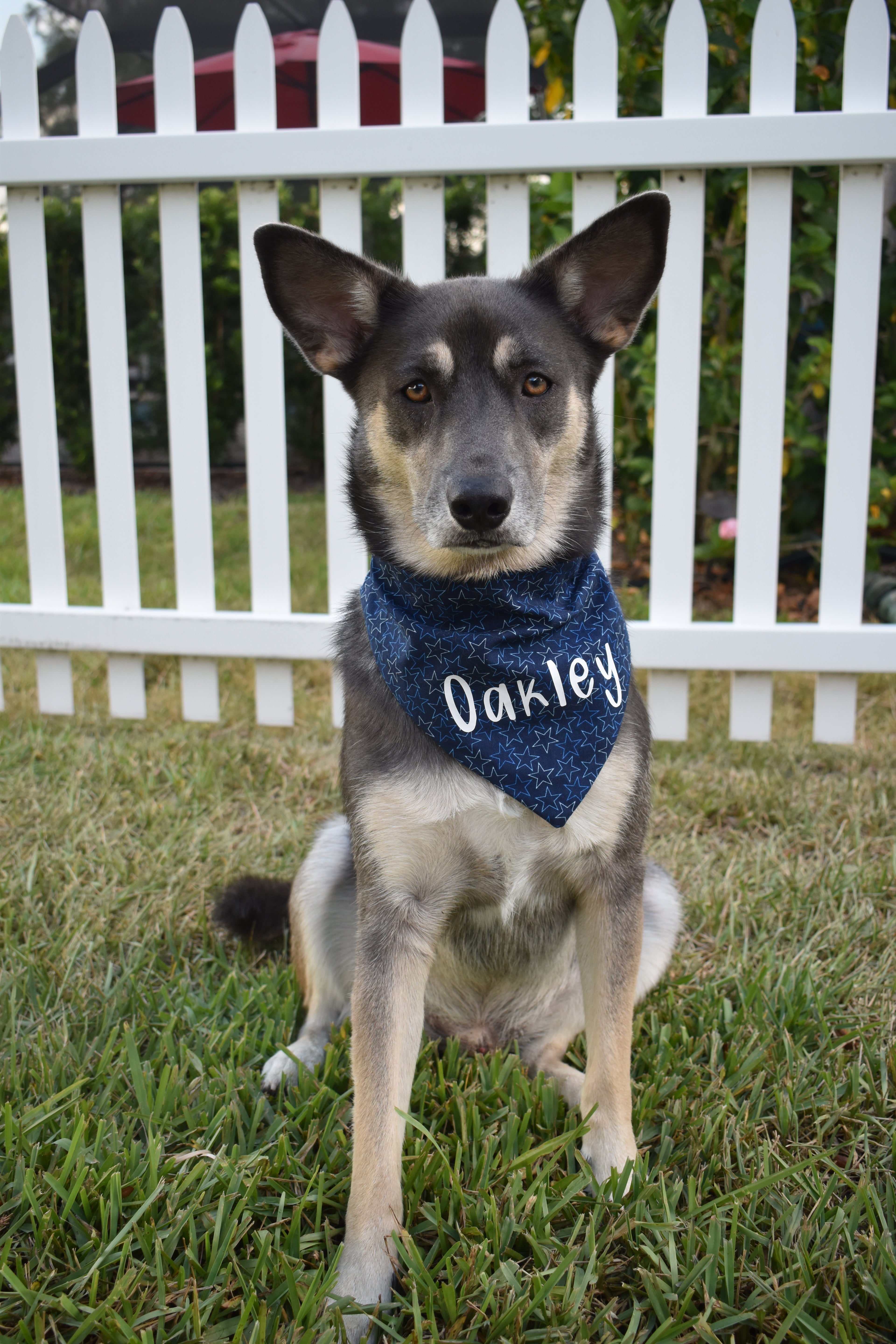 Navy Stars Bandana