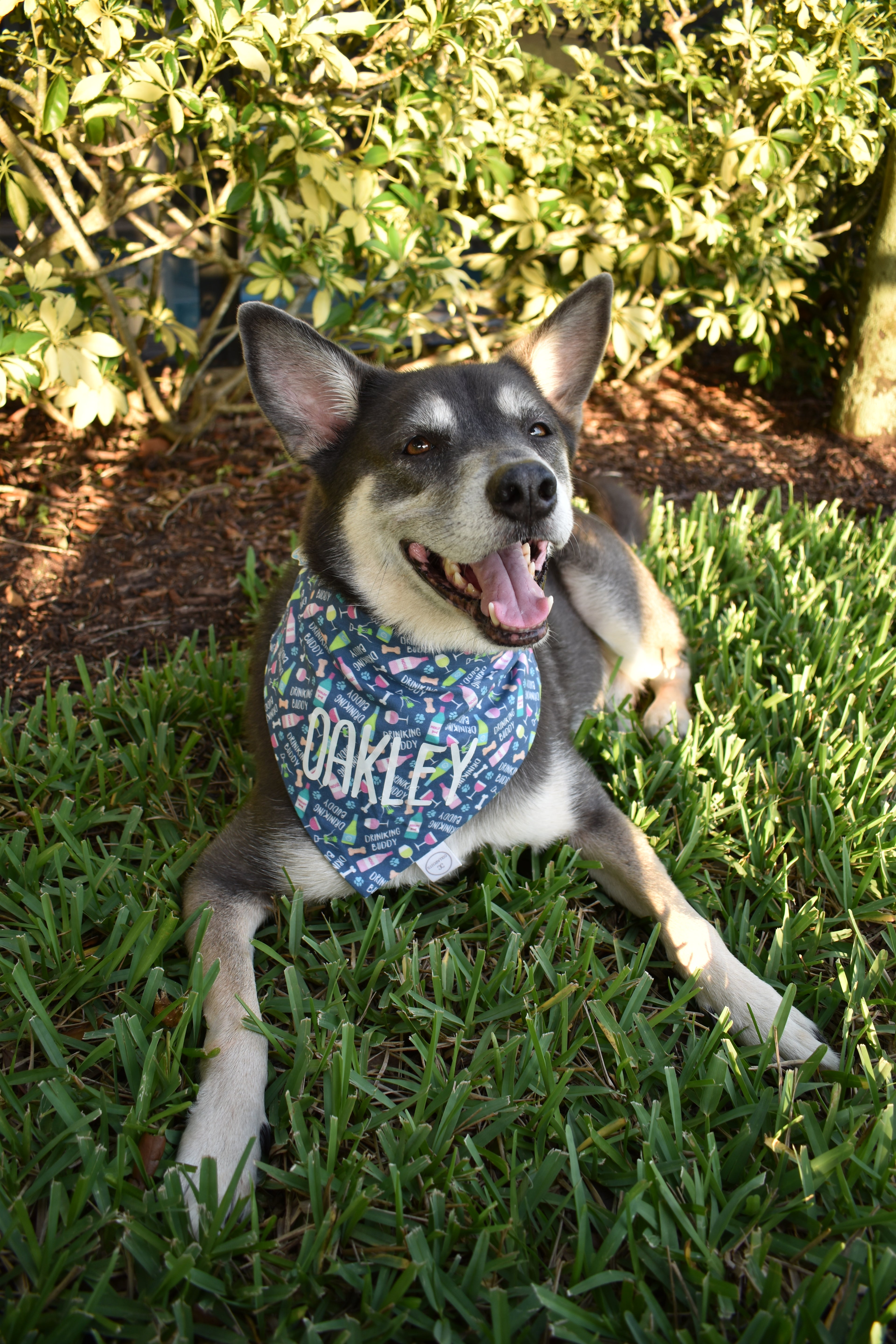 Drinking Buddy Bandana