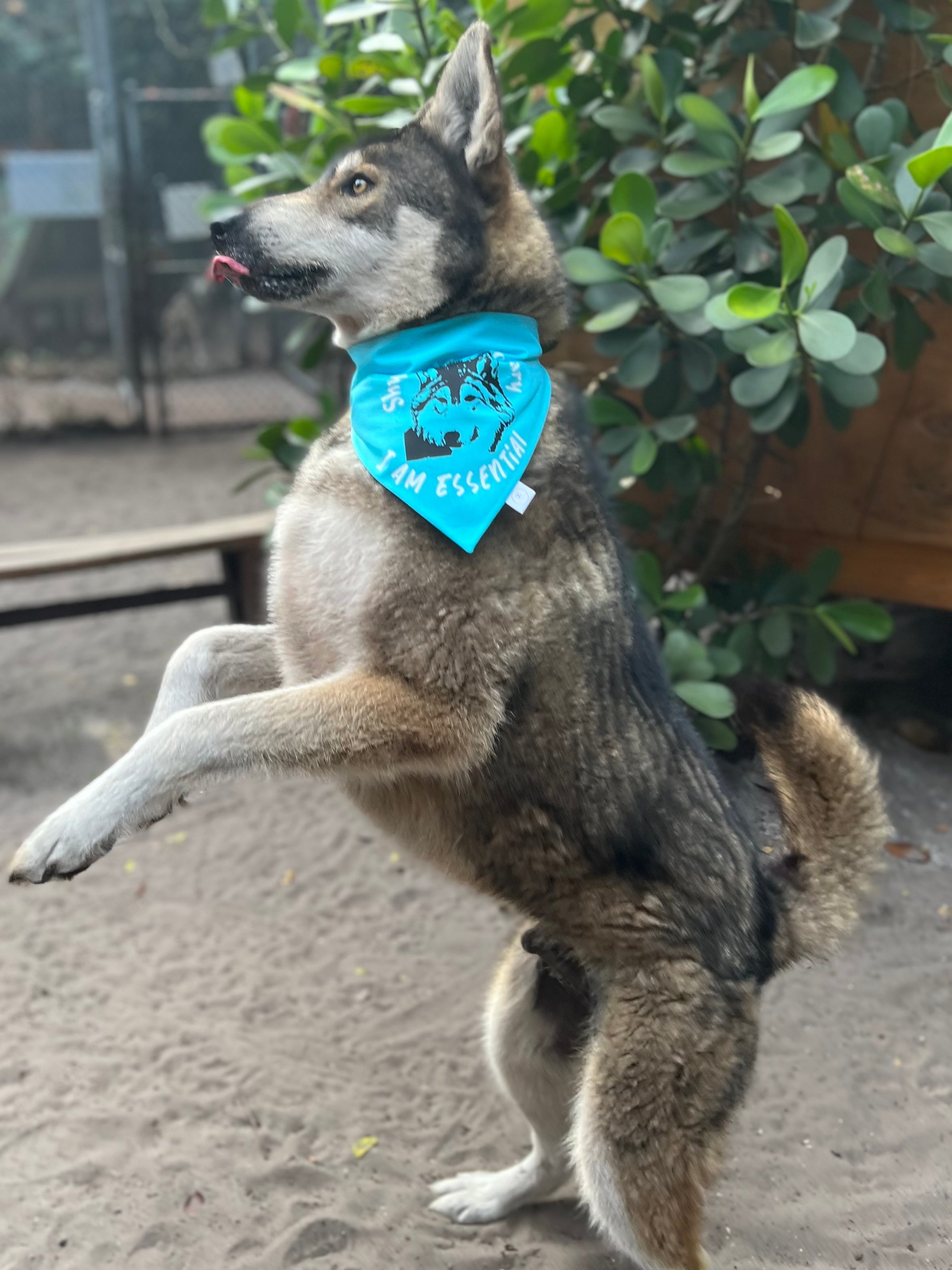 Custom Design Bandana