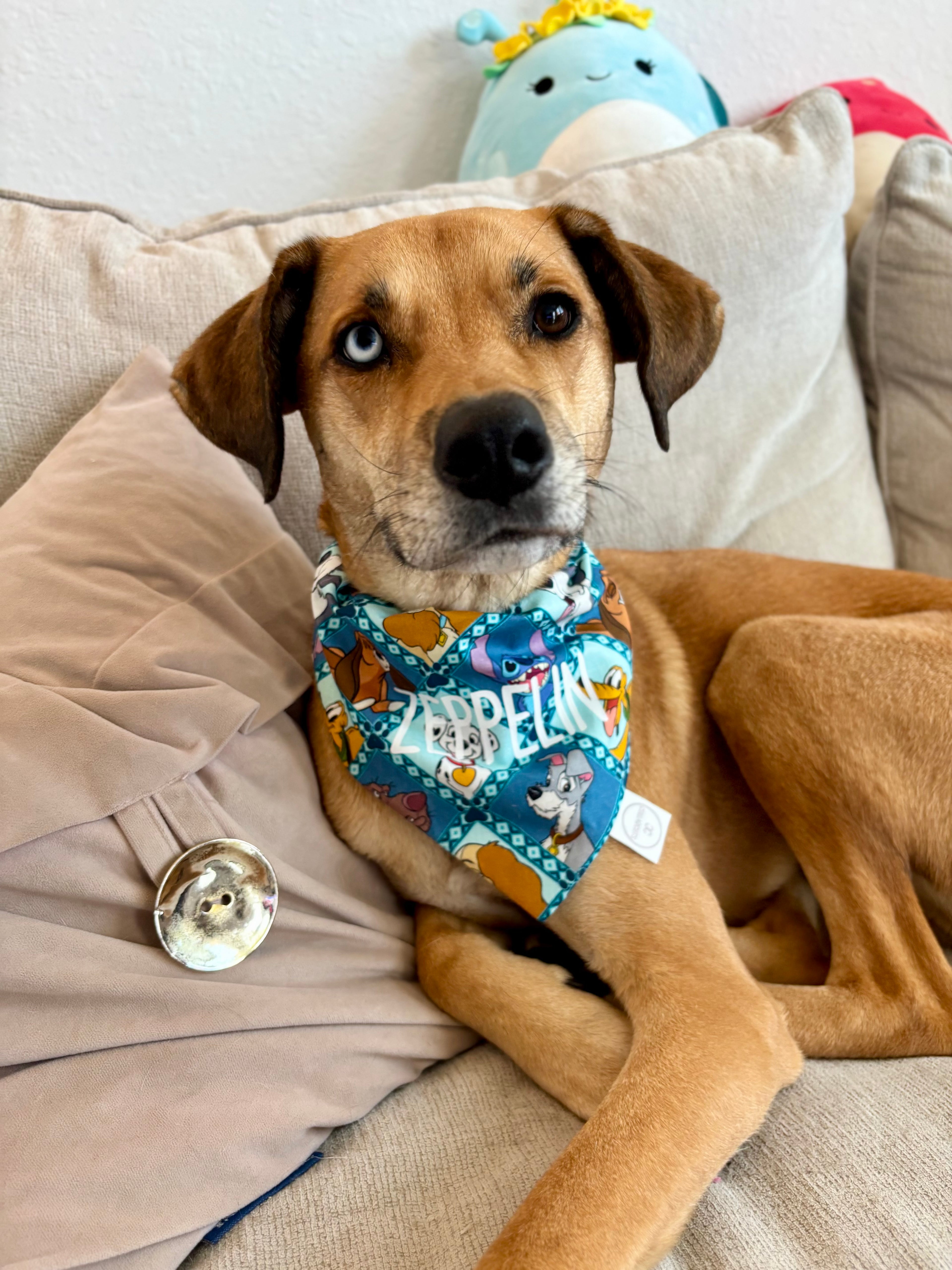 Magical Dogs Bandana