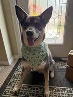Delivery Watch Bandana