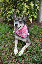 Pink Paint Strokes Bandana