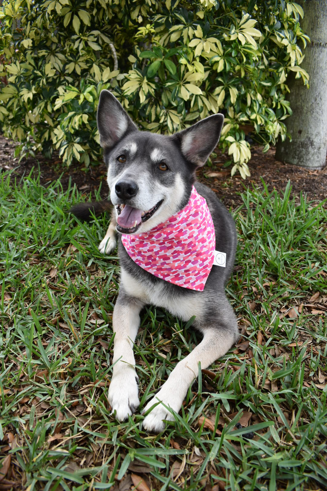 Pink Paint Strokes Bandana
