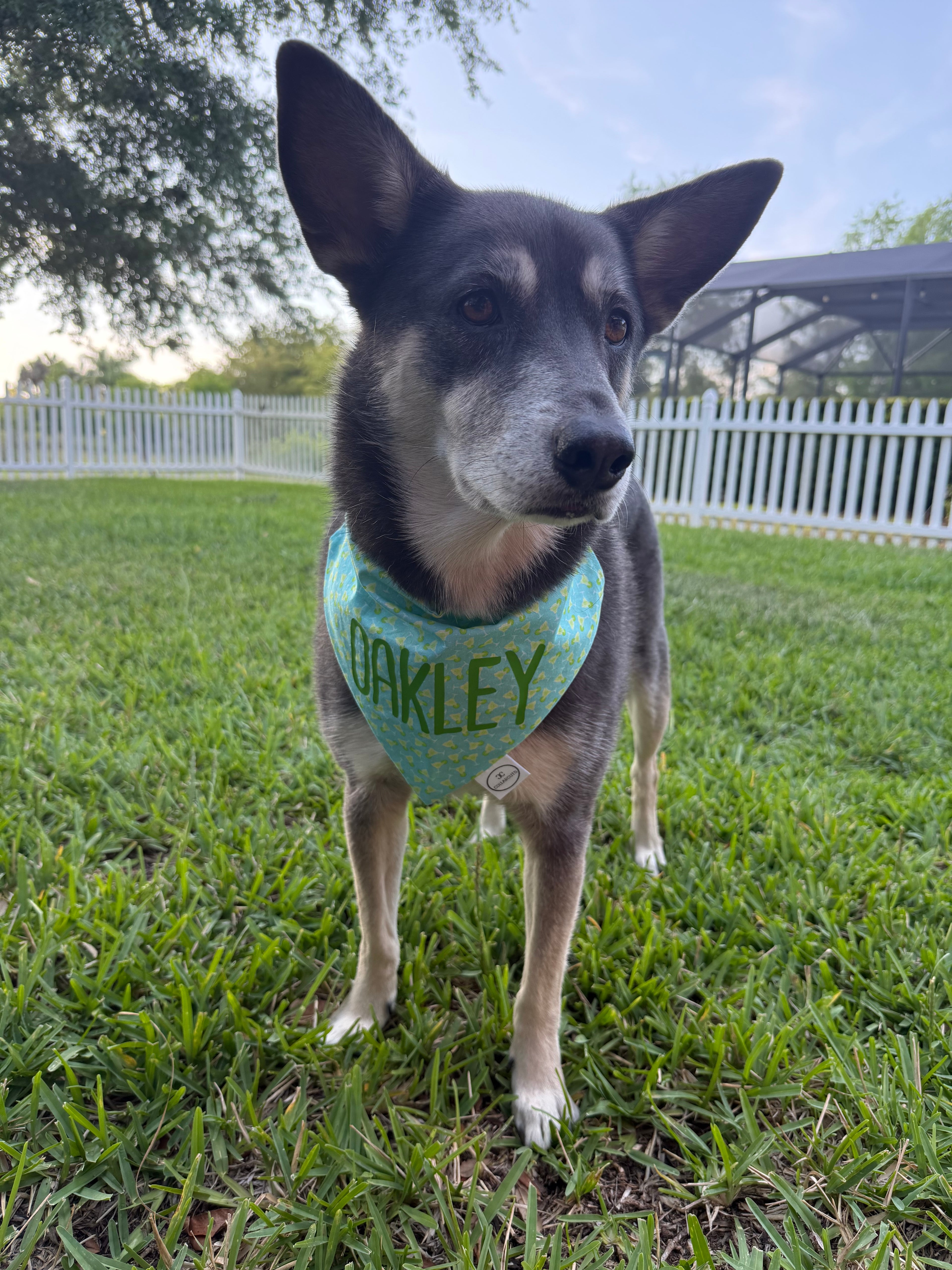Margaritas Bandana