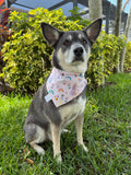 Magical Princess Rainbow Bandana
