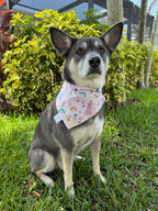 Magical Princess Rainbow Bandana