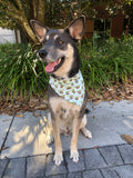 The Child Bandana