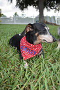 Mini Red Stars Bandana