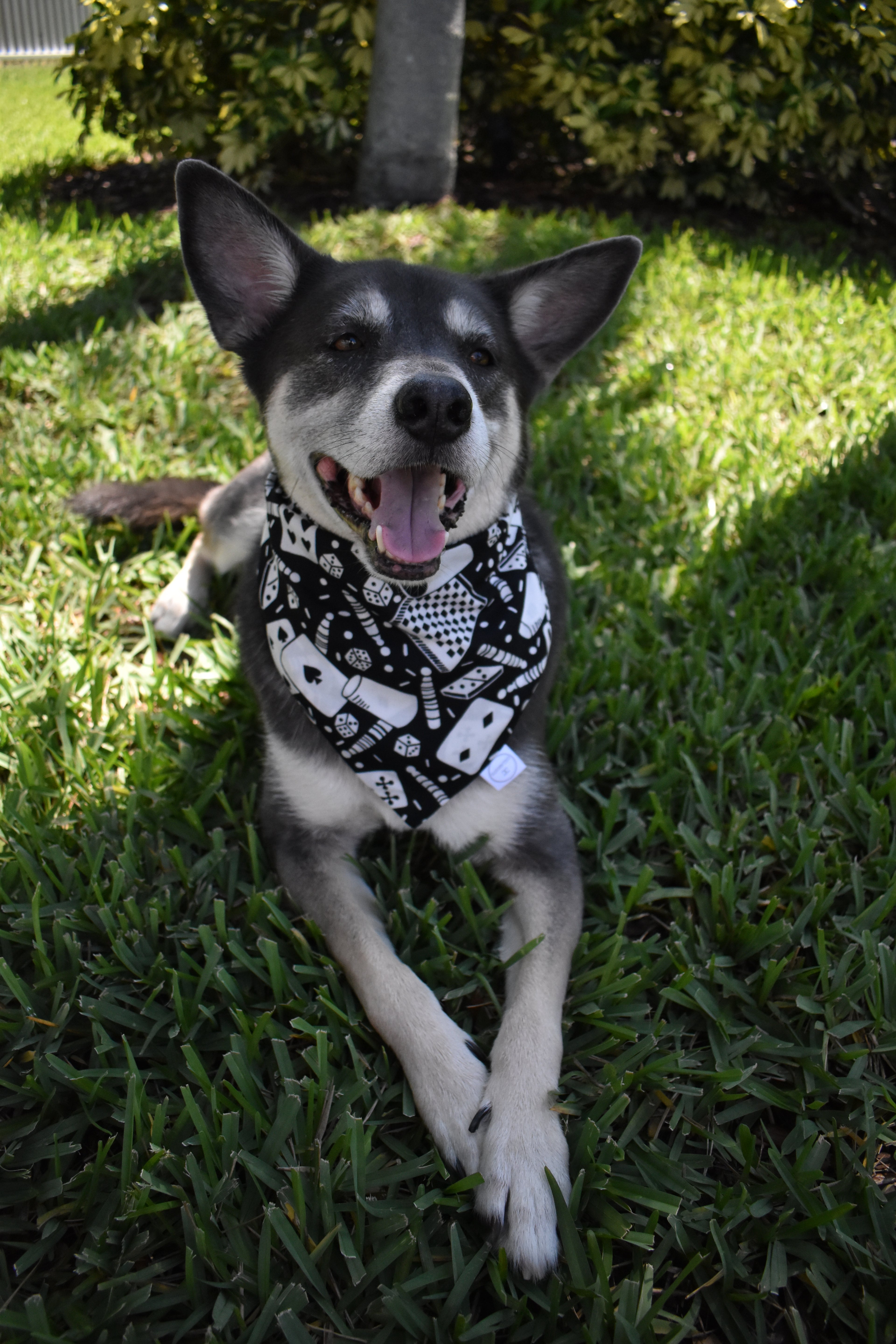 Card Games Bandana