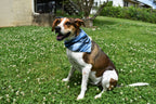 Ocean Stripes Bandana