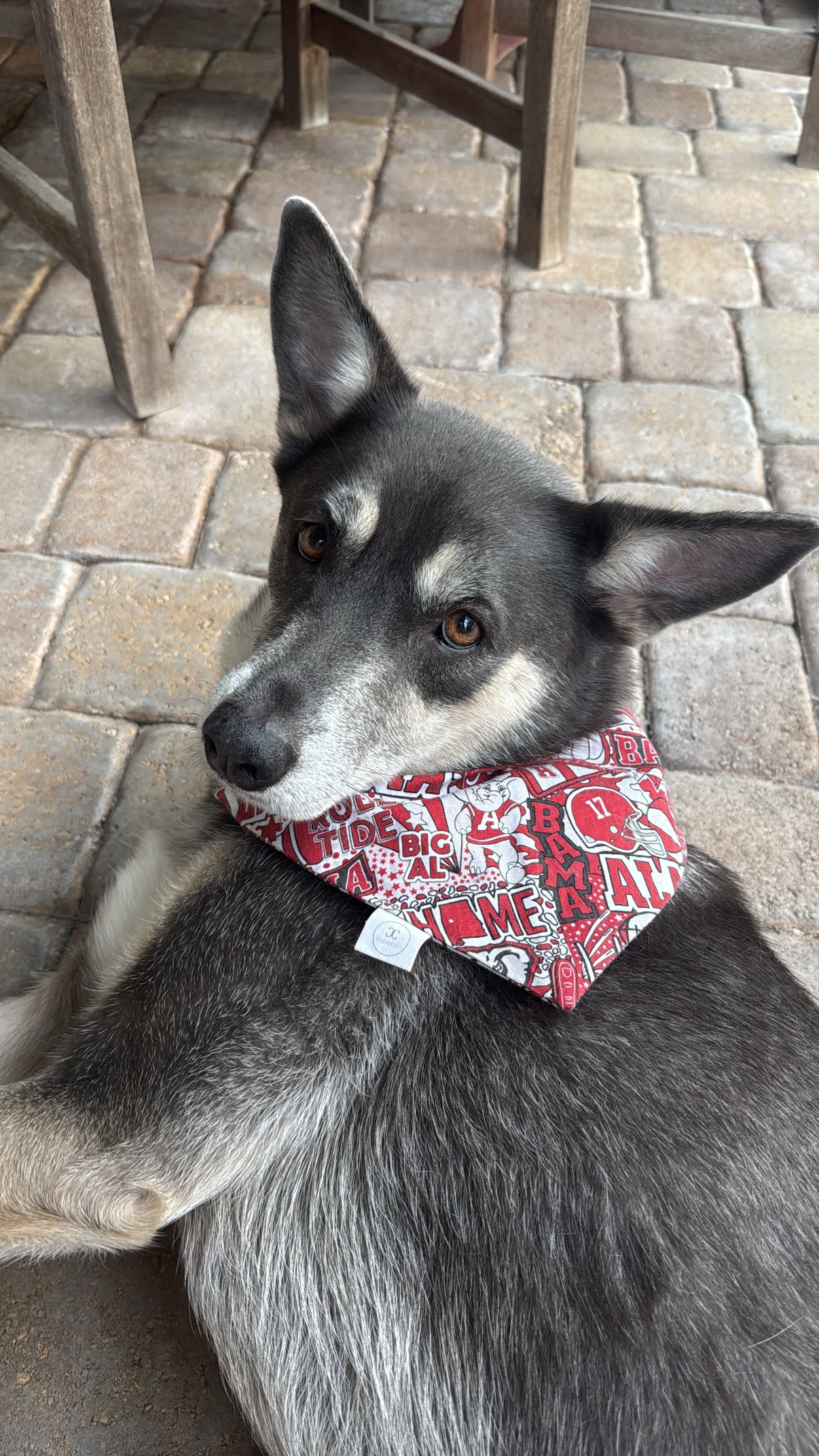 War Eagle Bandana