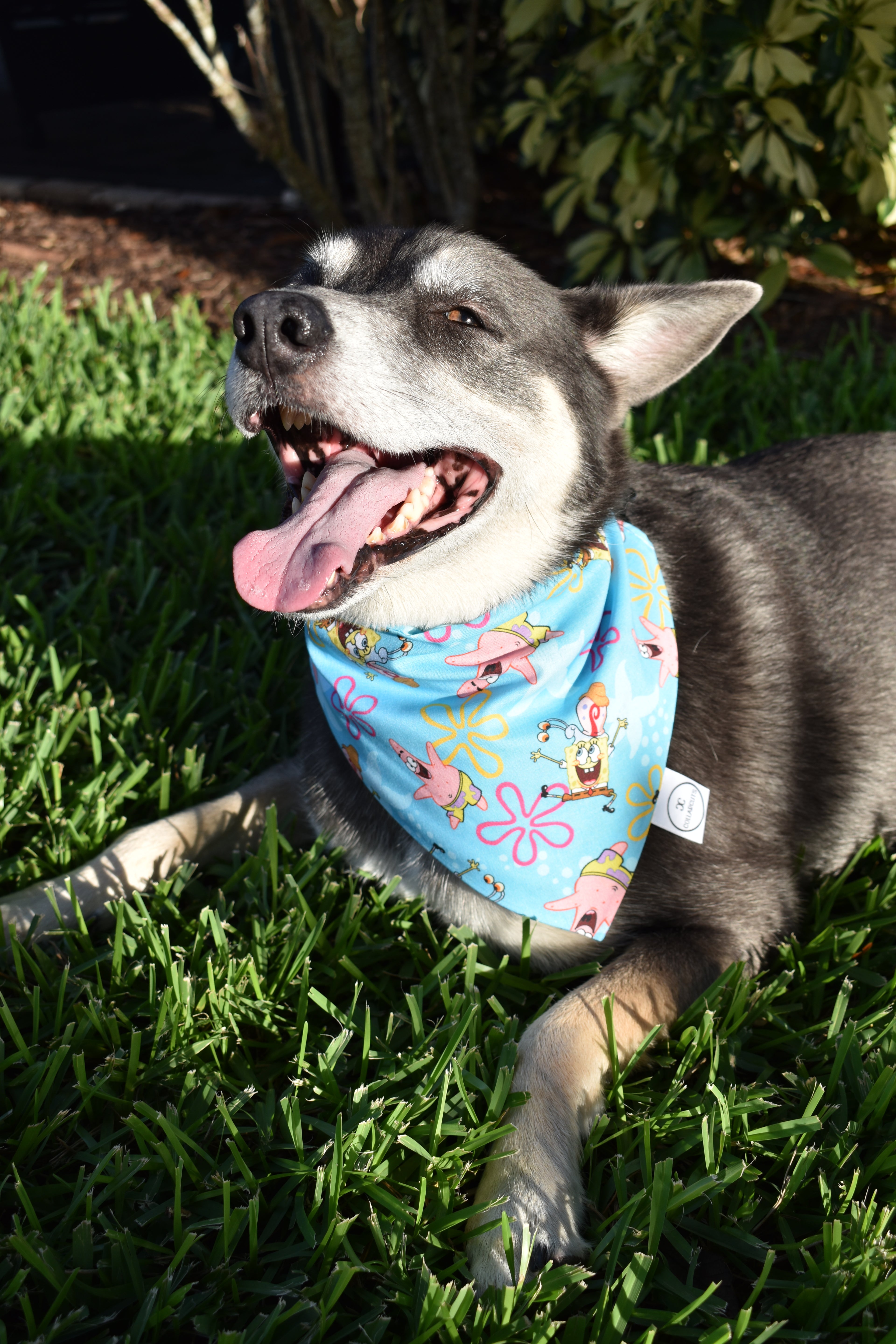 Bikini Bottom Bandana