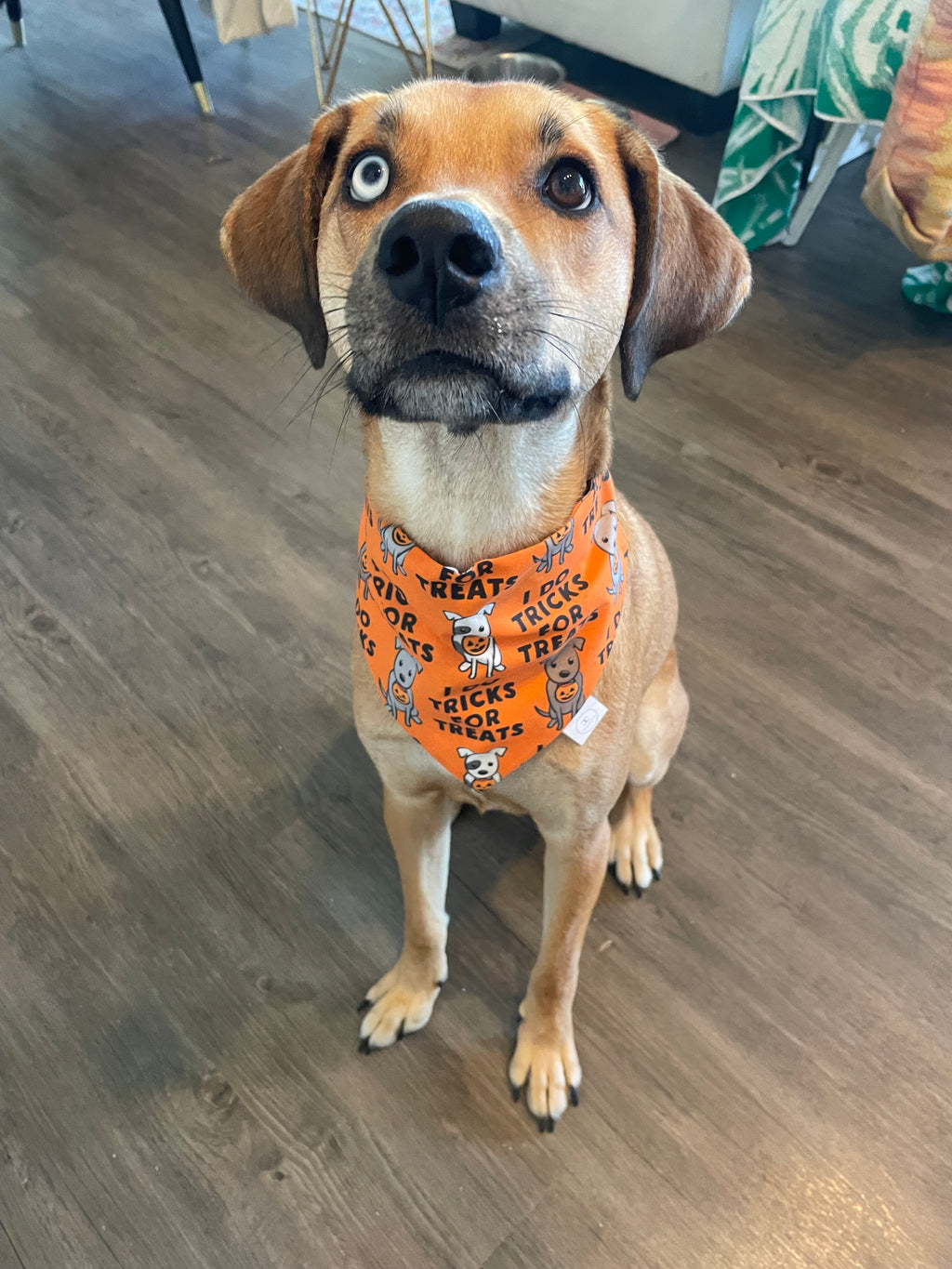 Tricks for Treats Bandana