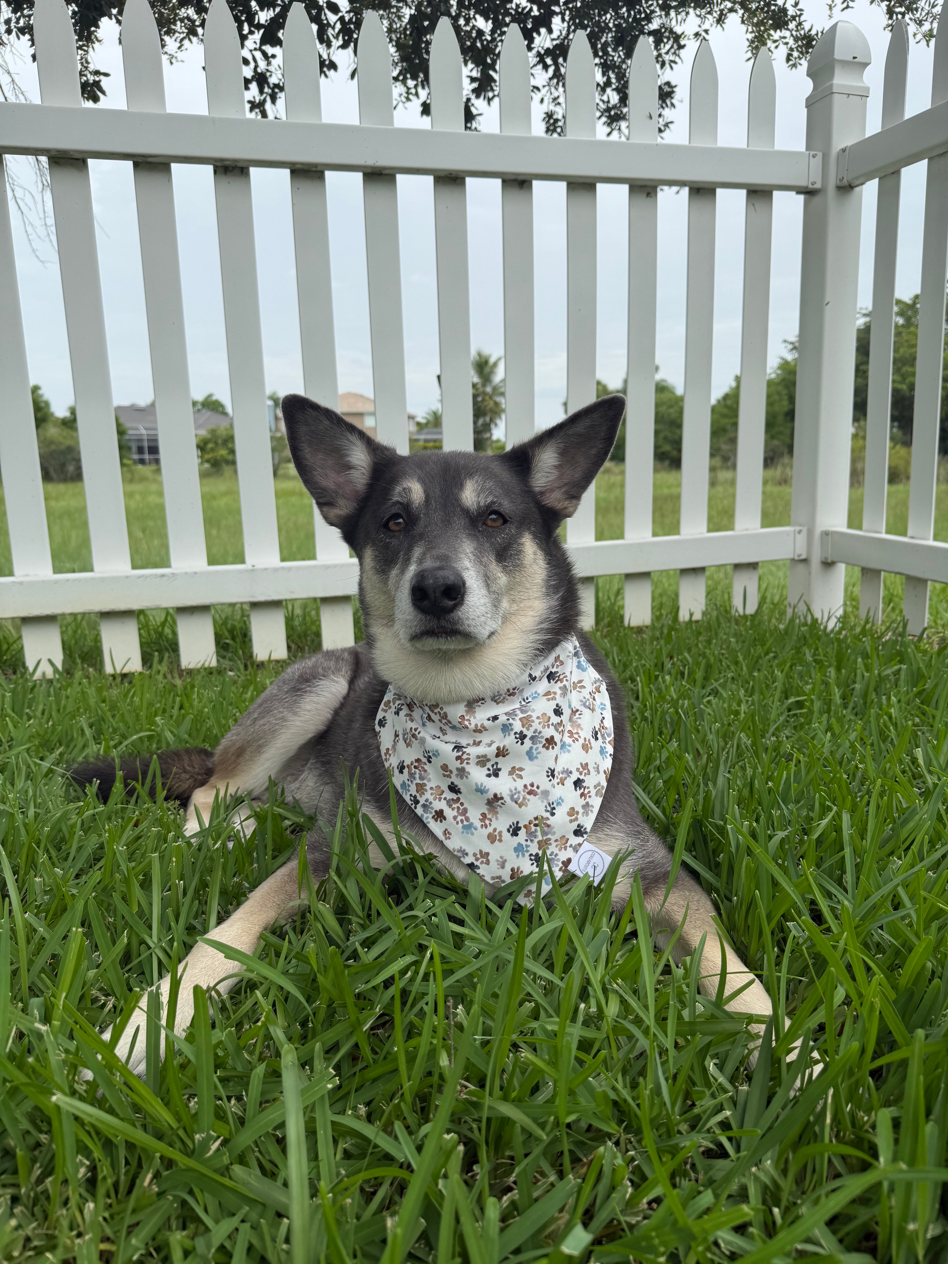 Neutral Paw Prints Bandana