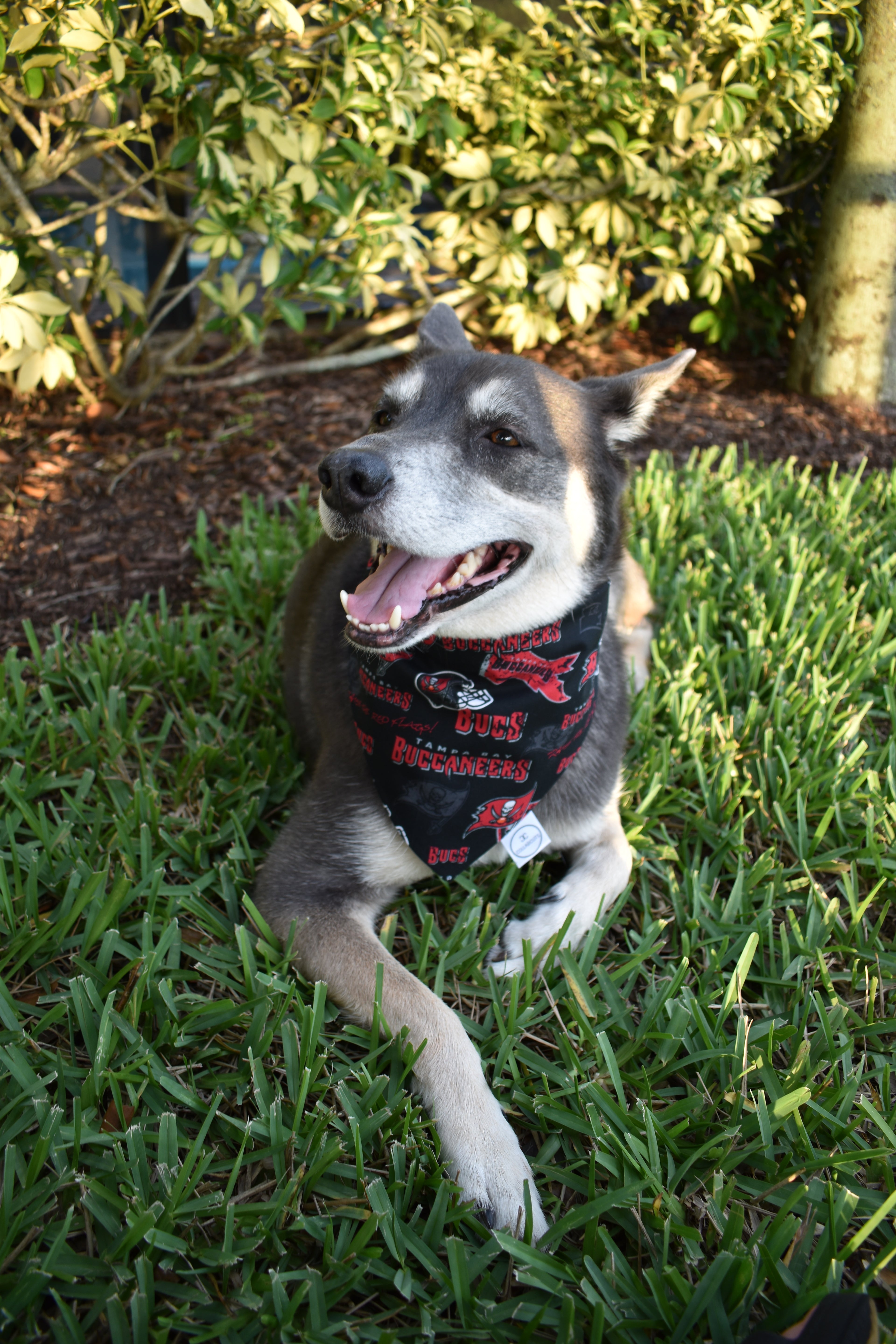 Buccaneers Bandana