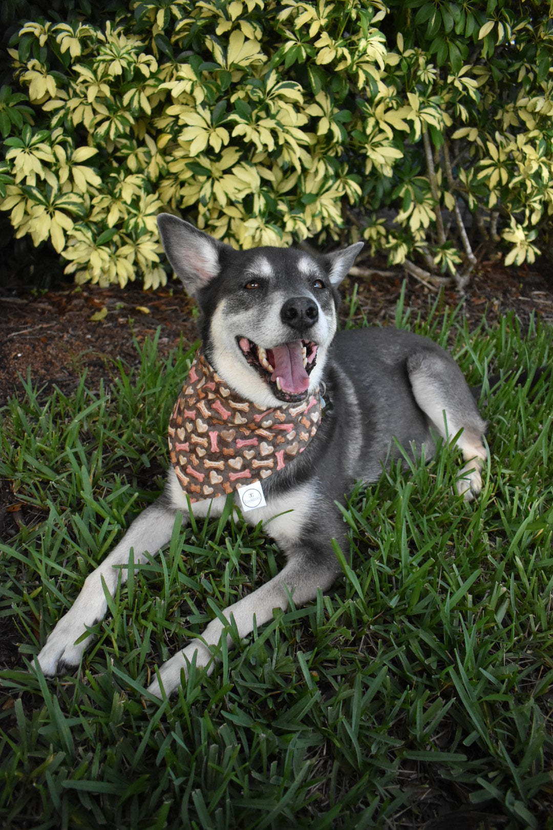 Dog Bones Bandana