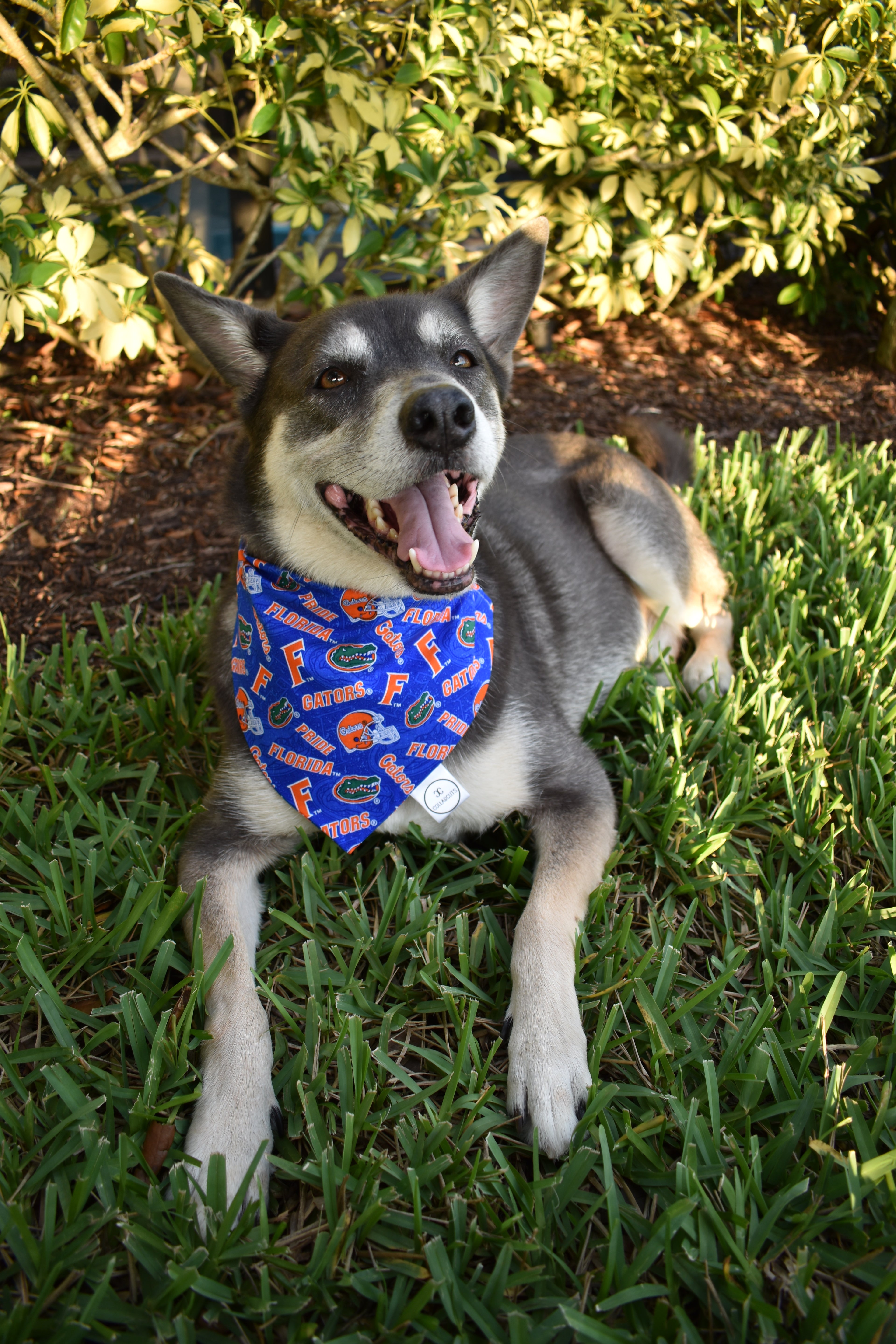 Gators Bandana