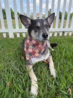 Hero Coins Bandana