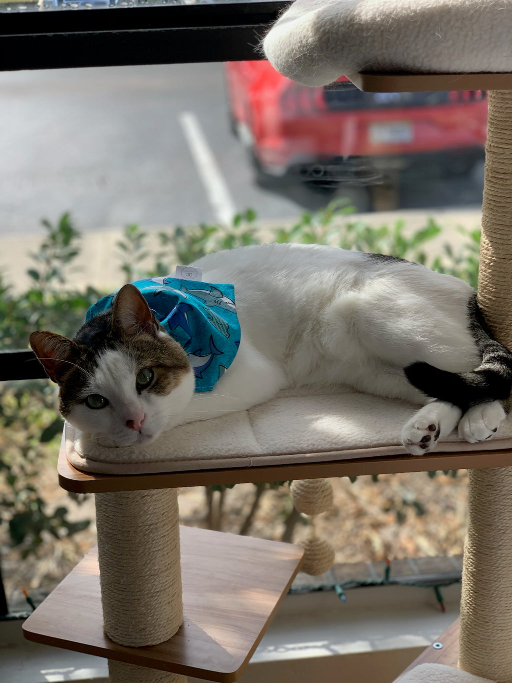 Sharks Bandana