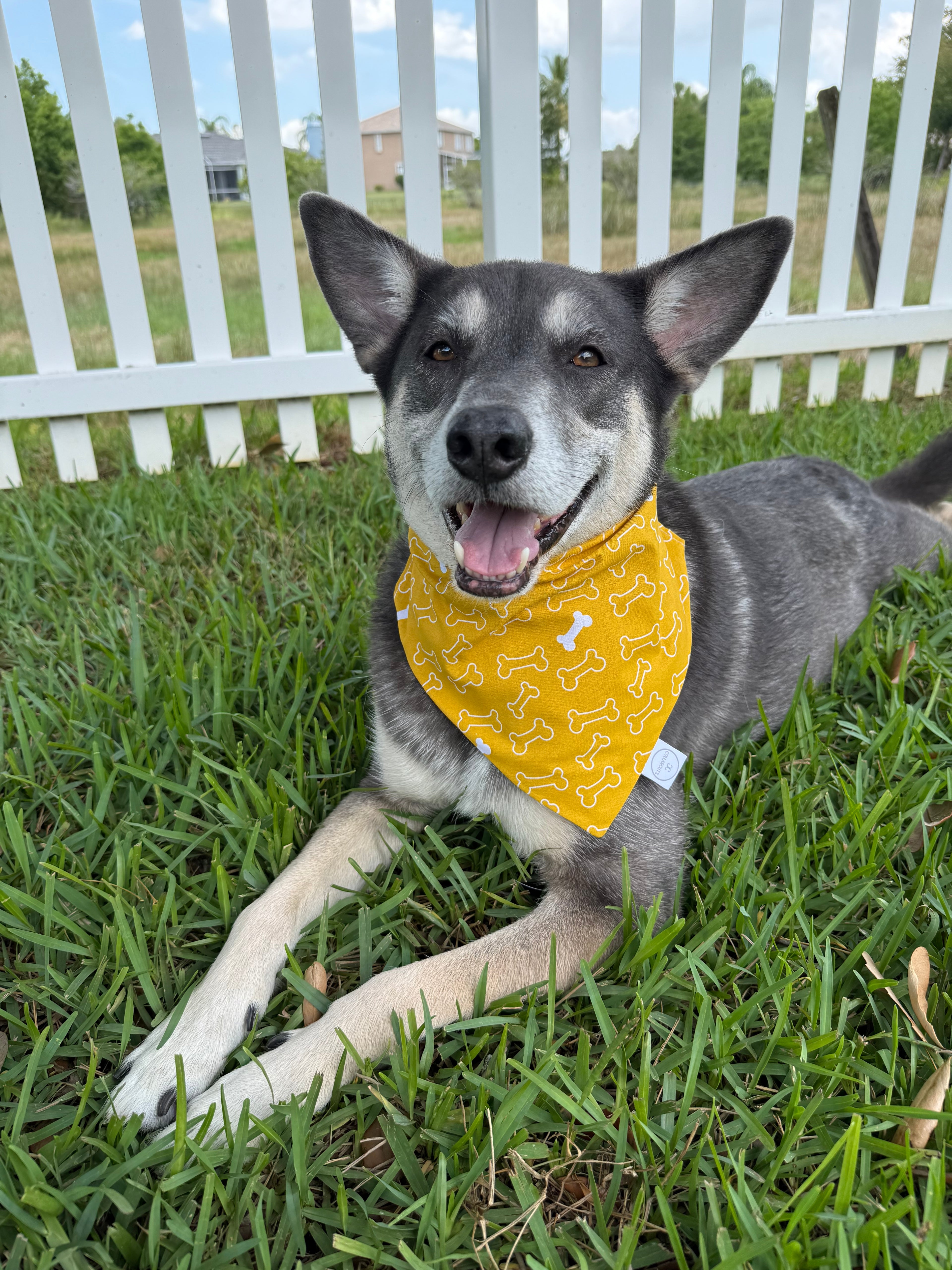 Yellow Dog Bones Bandana