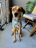 Toy Box Bandana