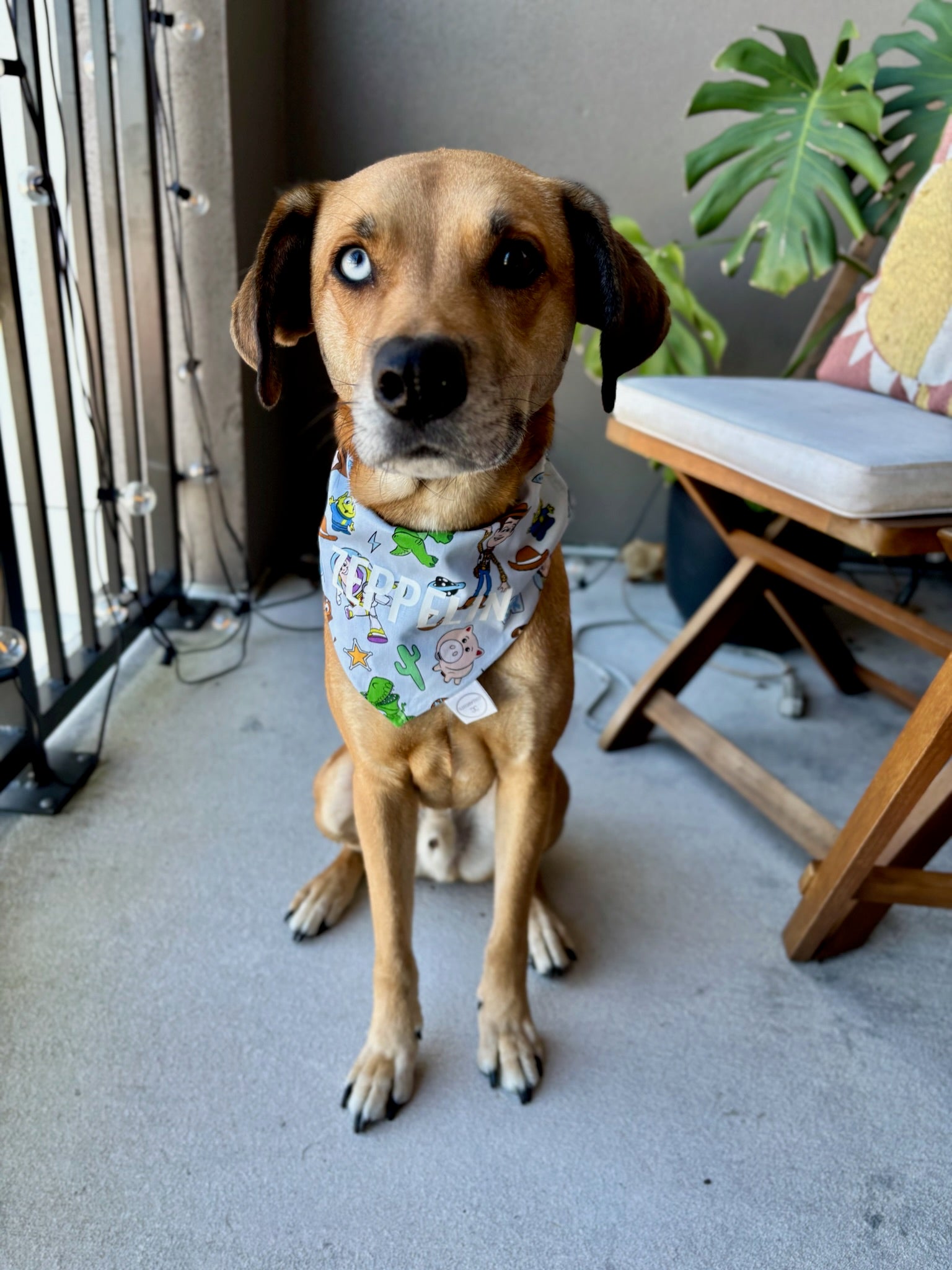 Toy Box Bandana
