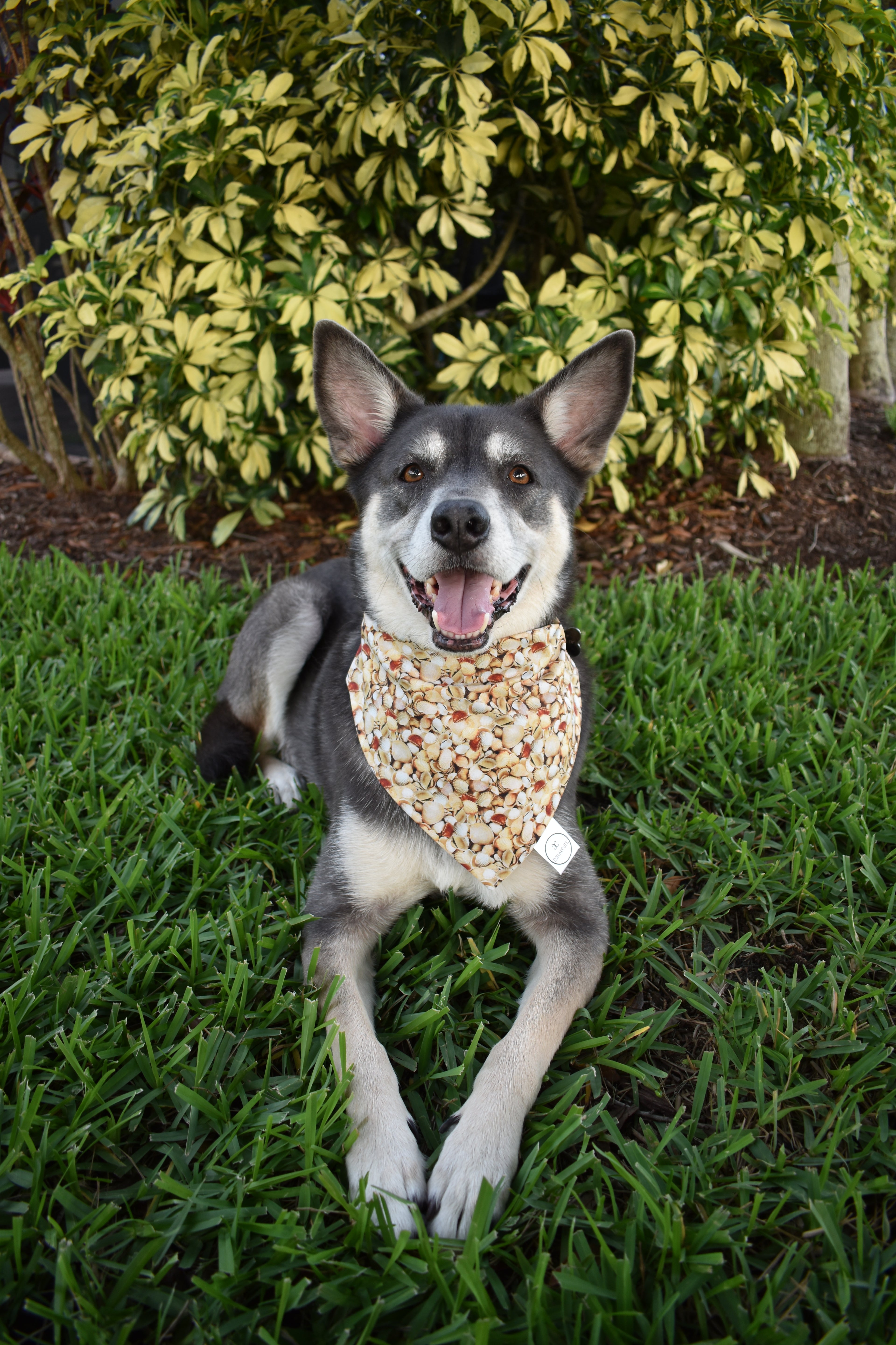 Seashells Bandana