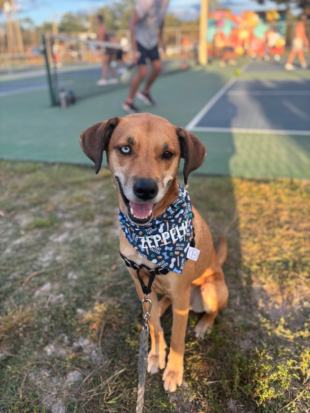 Treat Taster Bandana